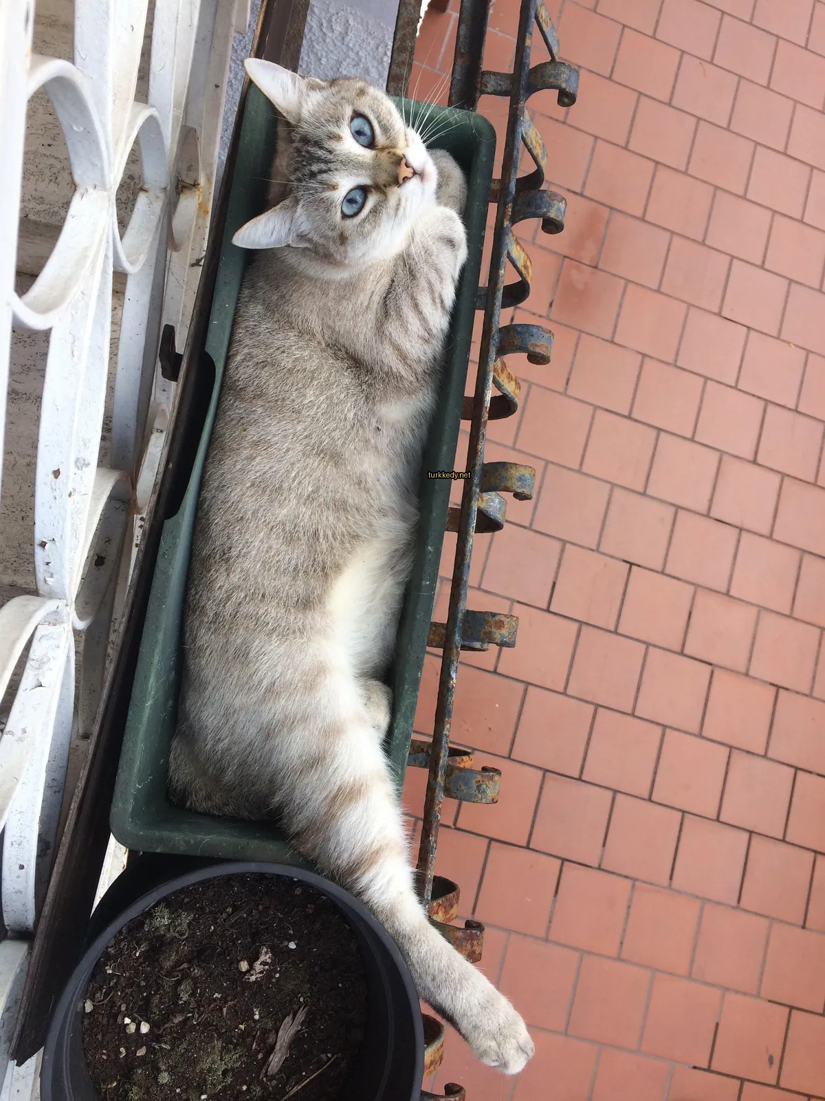 Beyaz ve gri bir kedi bir çiçek kasesinde yatıyor.