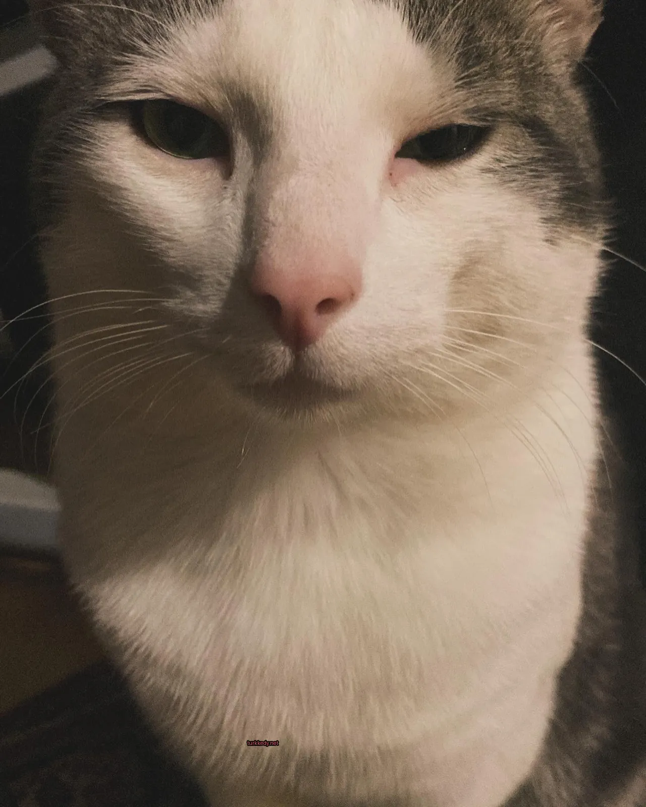 Beyaz ve gri bir kedi, pink bir burun ve tırnakları var.