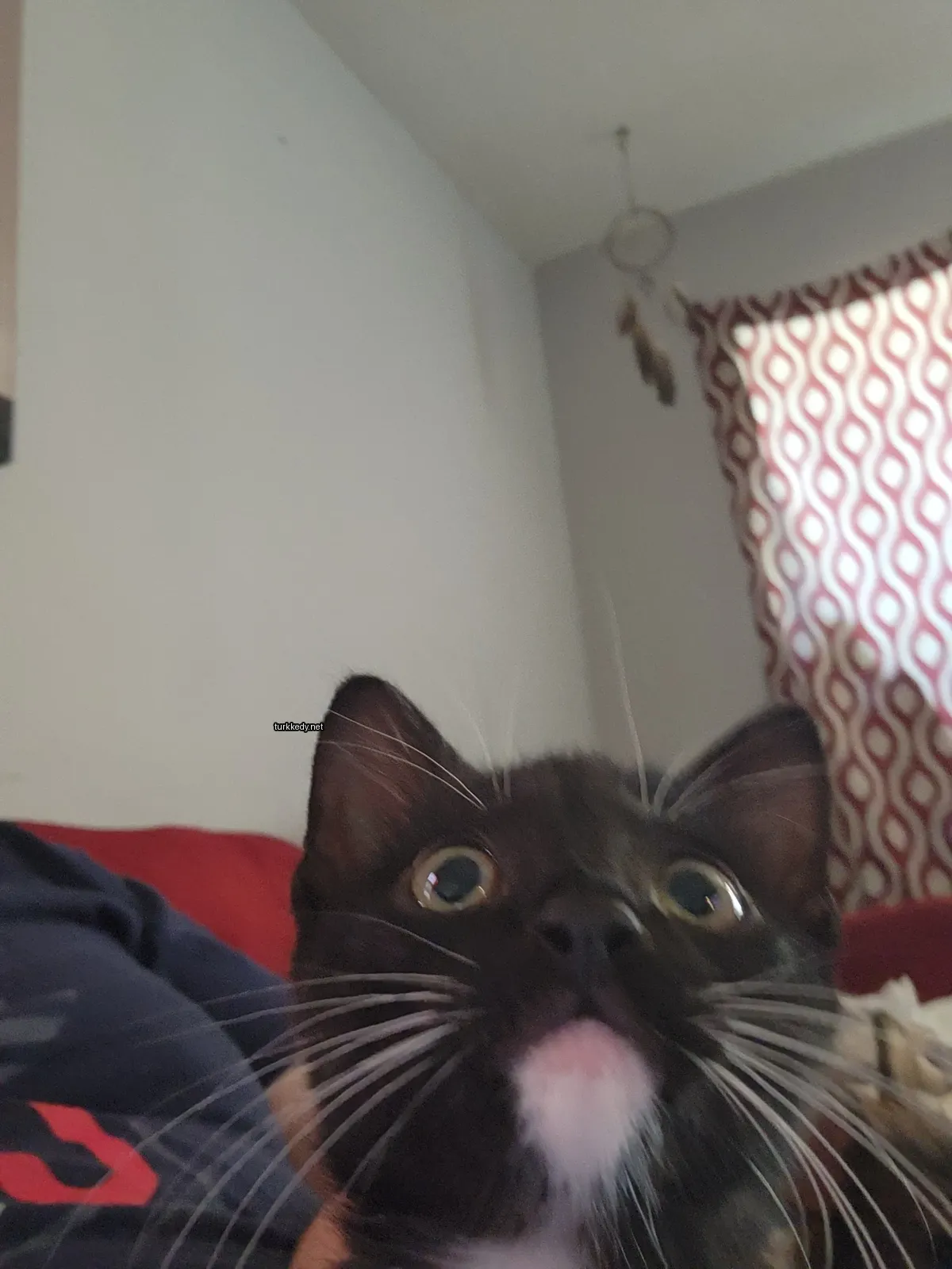 Siyah bir kedi, beyaz burun ve kaşları ile bir sofa üzerinde oturuyor.