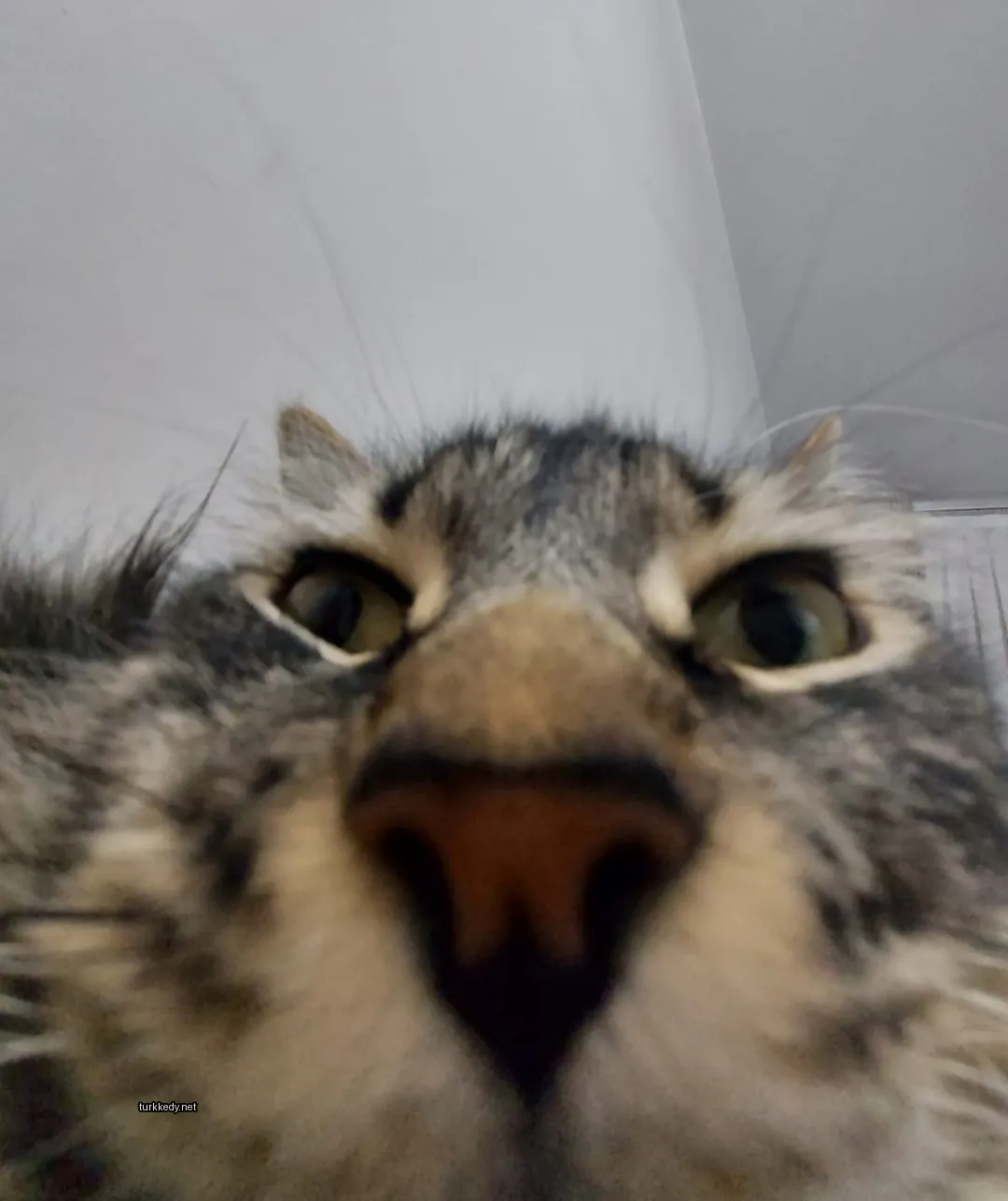 Gri ve beyaz bir kedi, siyah burun ve gözleriyle yukarı bakıyor.