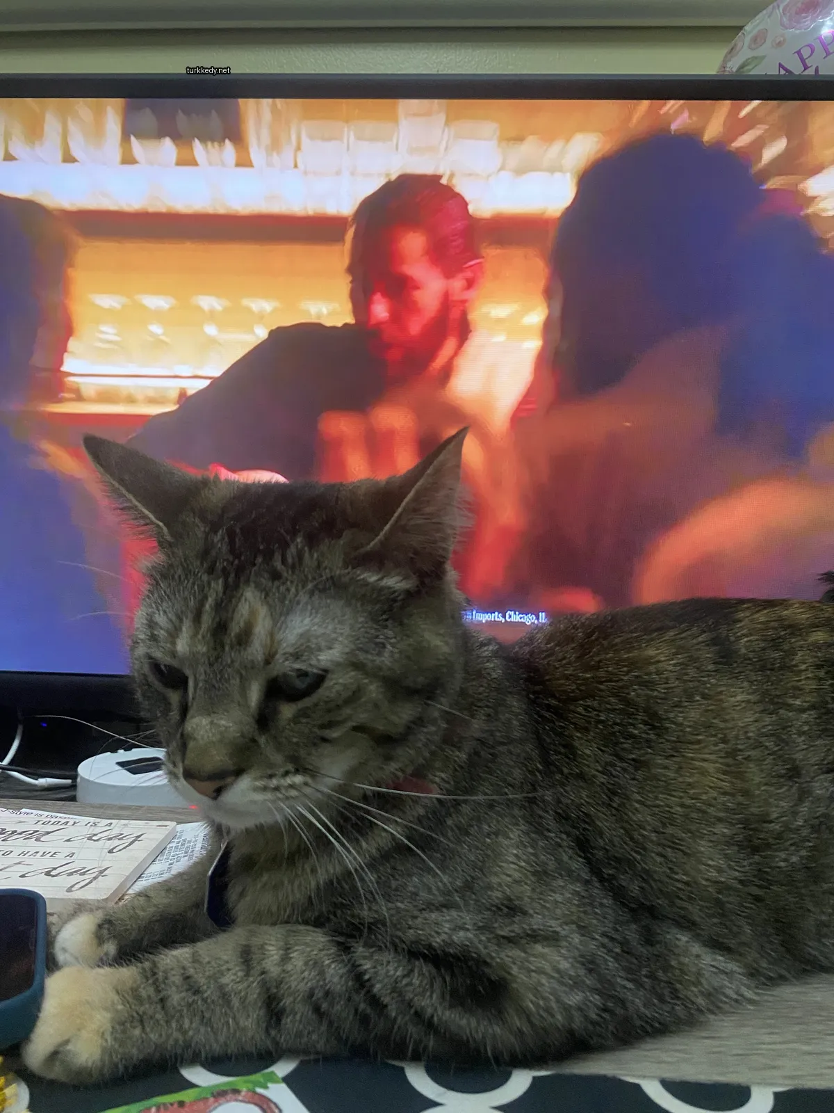 Bir kedi, bir televizyonun önünde bir masada mavi, siyah ve beyaz tüylü yatıyor.