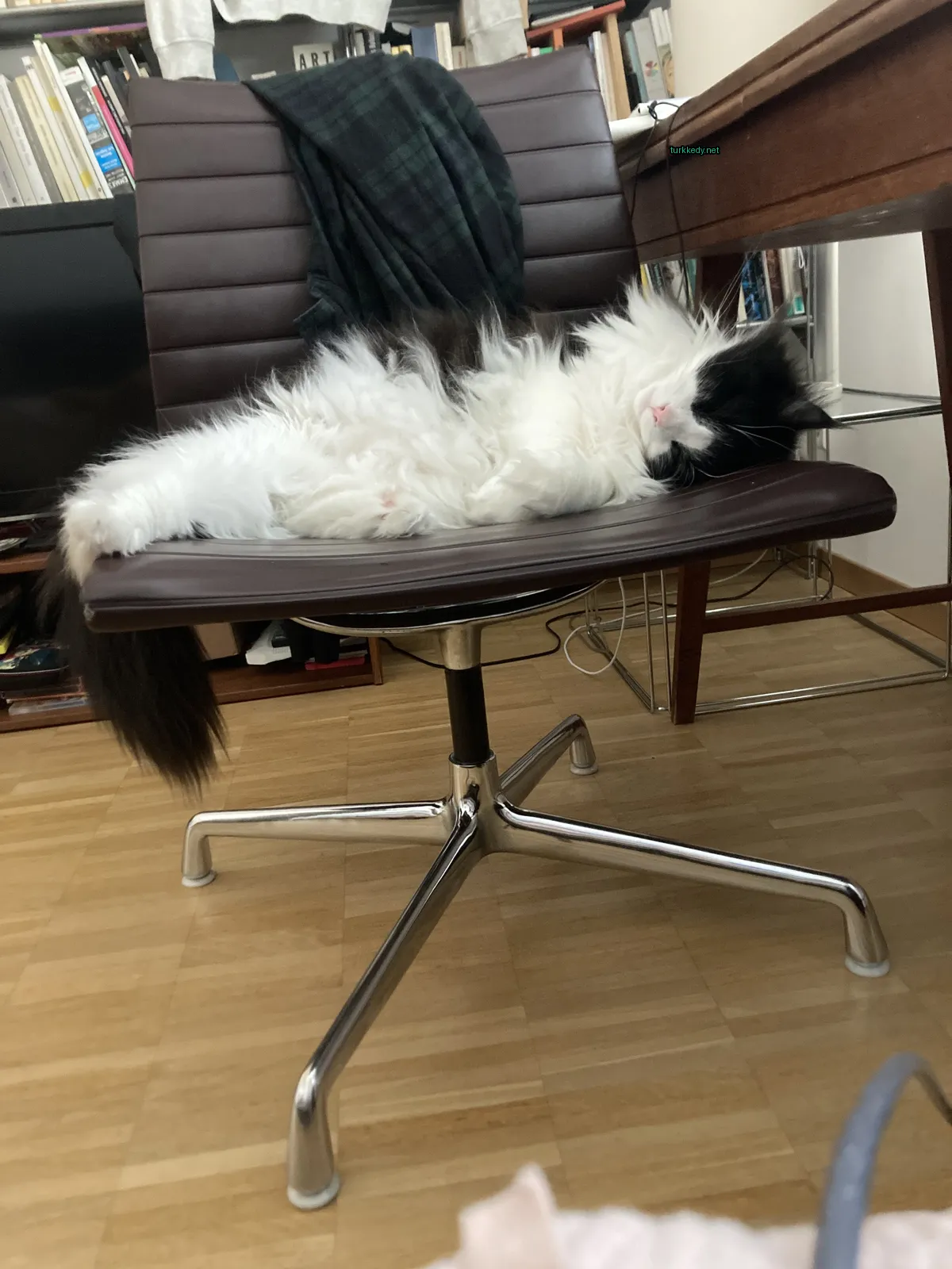 Beyaz ve siyah bir kedi siyah deri koltukta yatıyor.