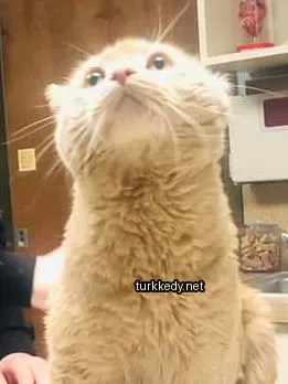 Kara ve beyaz bir kedi uzun bir tüylü, bir masada duruyor.