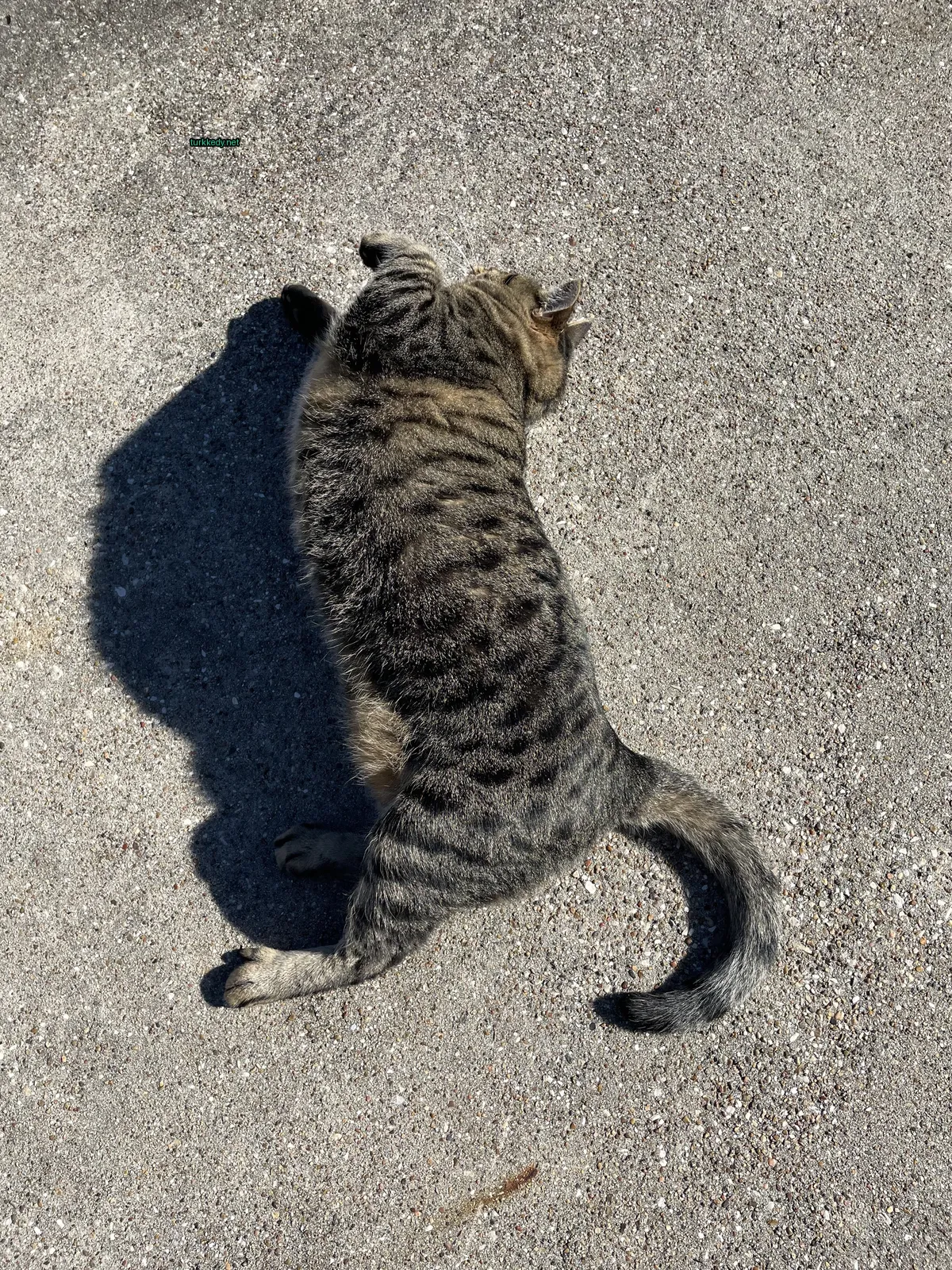 Siyah ve gri tüylü bir kedi zemine uzanmış yatıyor.