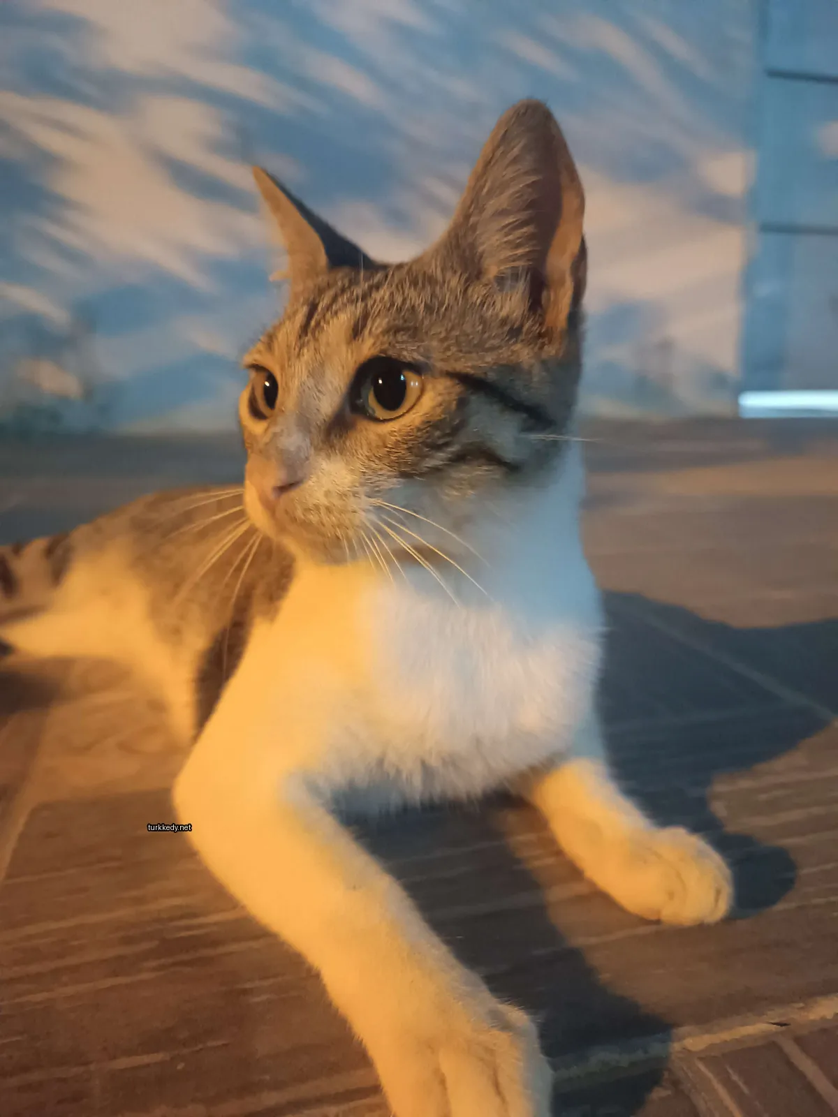 Gri ve beyaz bir püskürtüye sahip bir kedi zemine yatıyor.