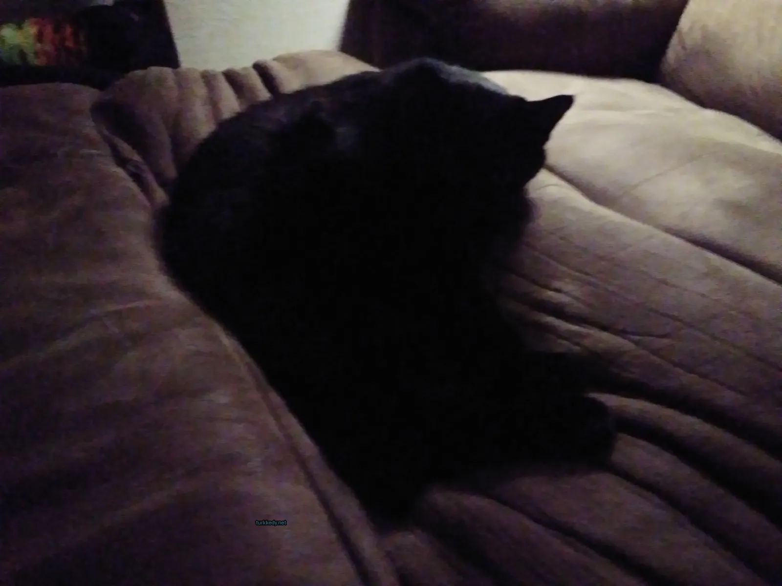 Siyah bir kedi bir sofa üzerinde yatıyor.