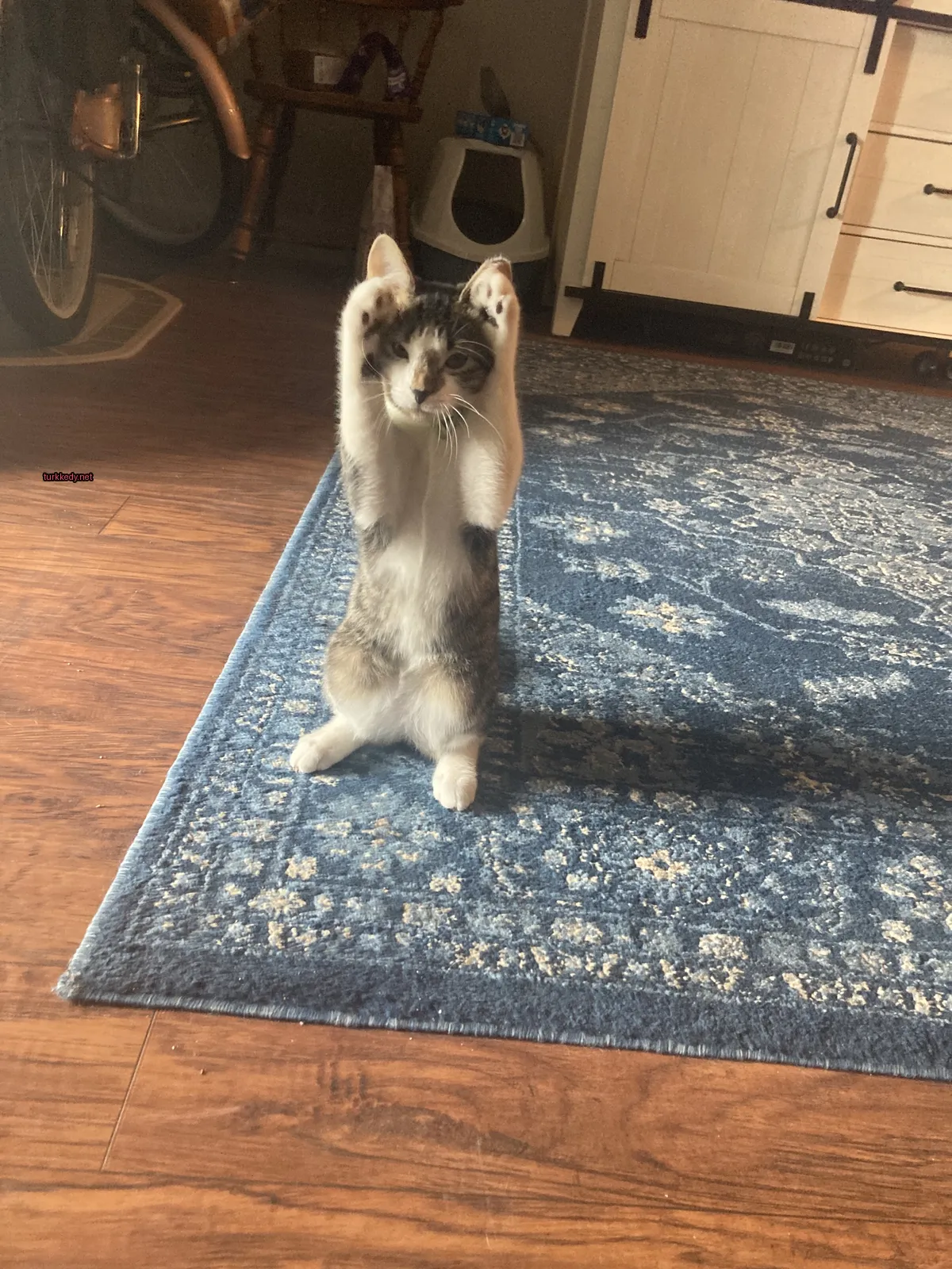 Gri ve beyaz bir kedi ayakta duruyor ve pençelerini sallıyor.