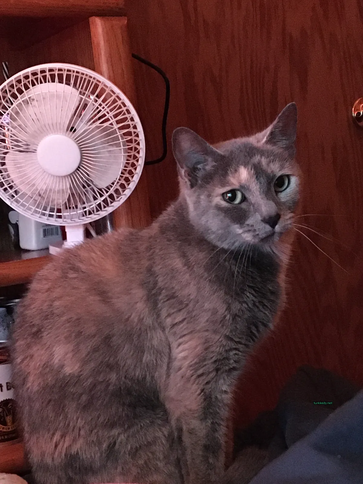 Gri ve beyaz bir kedi, bir fanın önünde bir masada oturuyor.