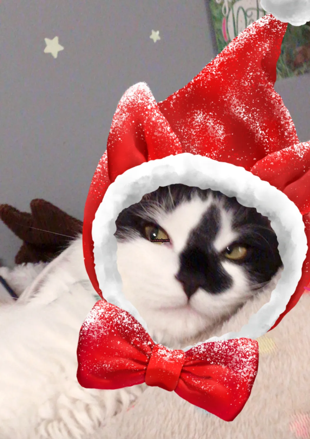 Beyaz bir kedi, Santa şapkasıyla.