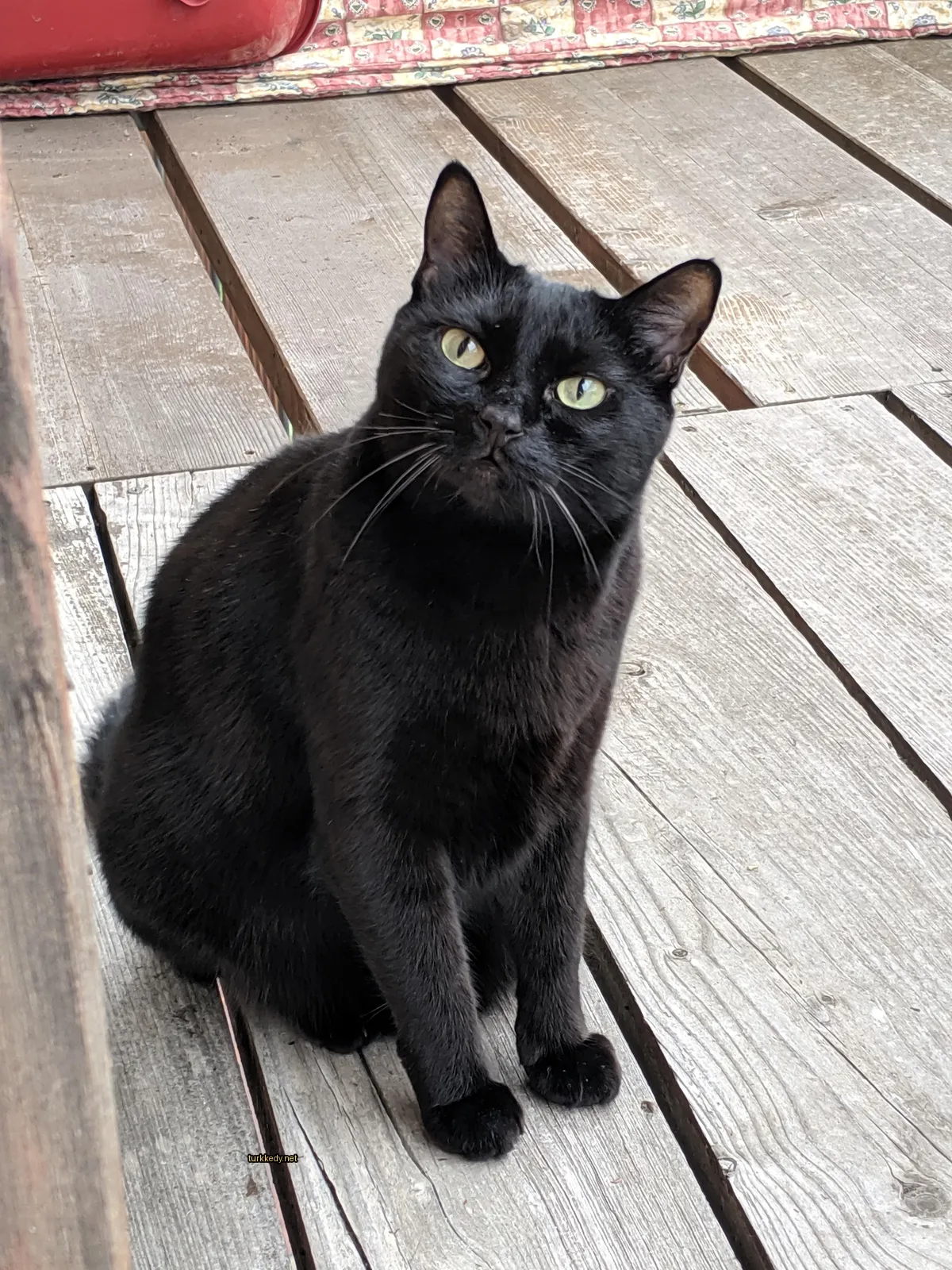Siyah bir kedi, beyaz göğsüyle bir ahşap terasın üzerinde oturuyor.