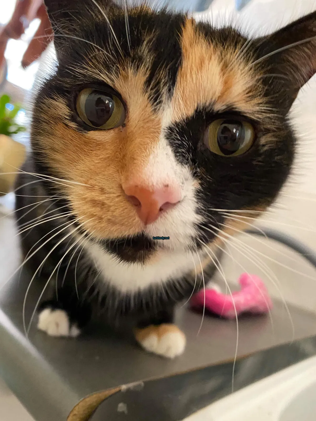 Mavi bir kemerli bir kedi masada oturuyor.