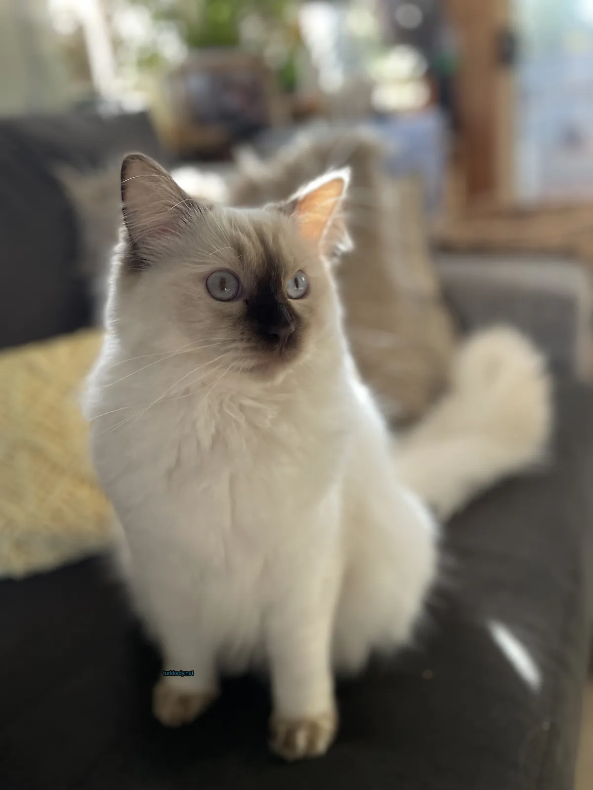 Beyaz bir kedi, siyah kulakları ve gözleri ile bir sofa üzerinde oturuyor.