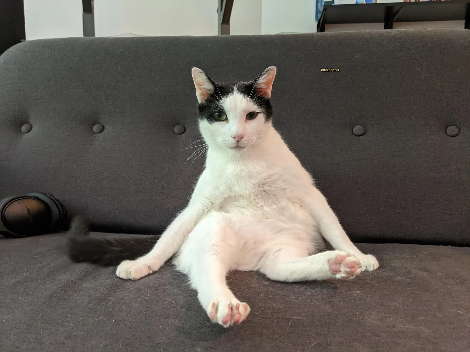 Siyah beyaz bir kedi kollarını çaprazlayıp bir sofa üzerinde oturuyor.