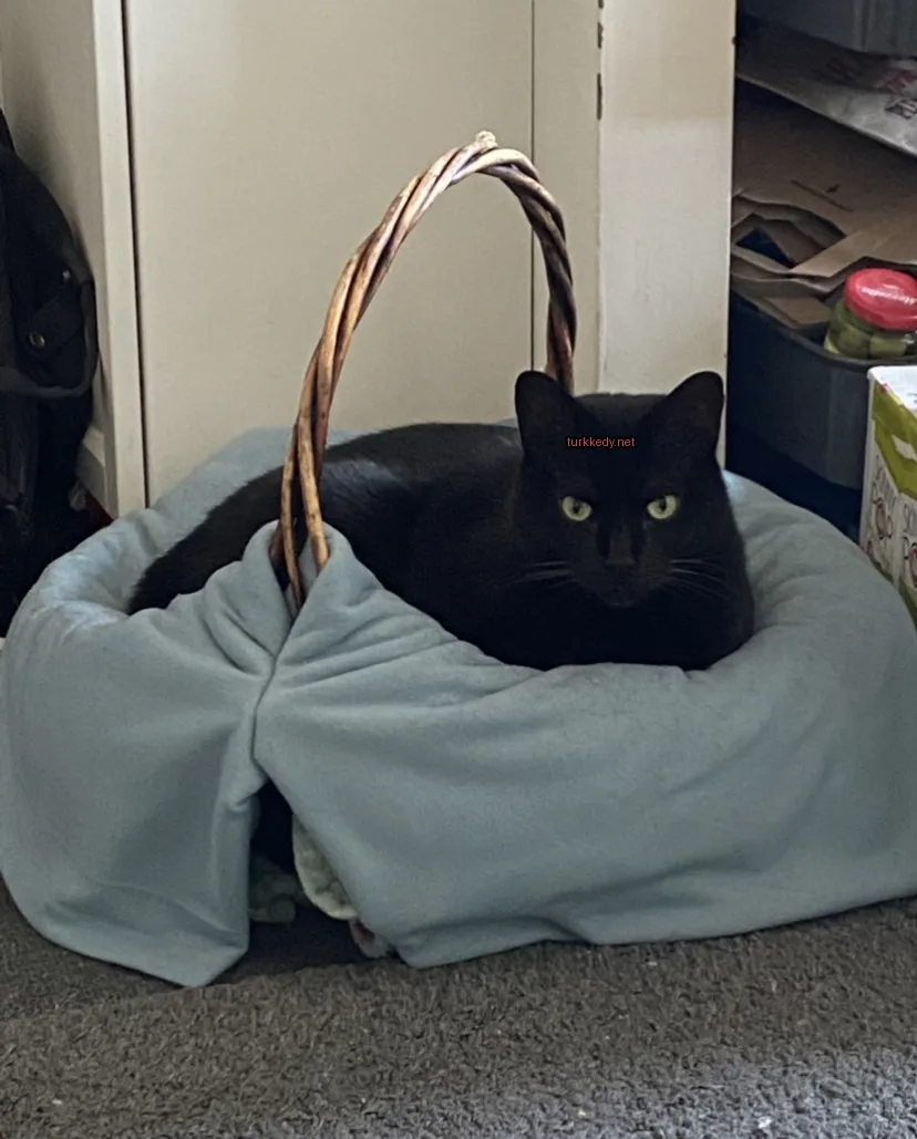 Siyah bir kedi mavi bir sepette oturuyor.