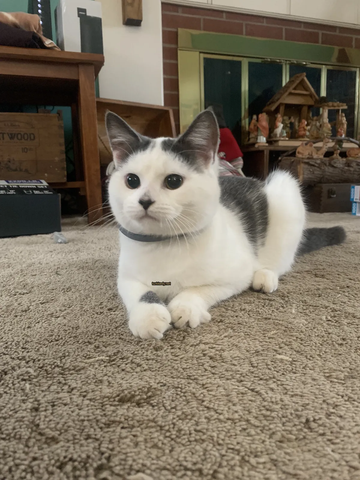 Beyaz ve gri bir kedi bir koltukta ateşin önünde yatıyor.