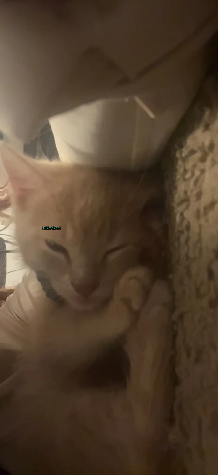Küçük bir pembe ve beyaz kedi bir sofa üzerinde yatıyor.