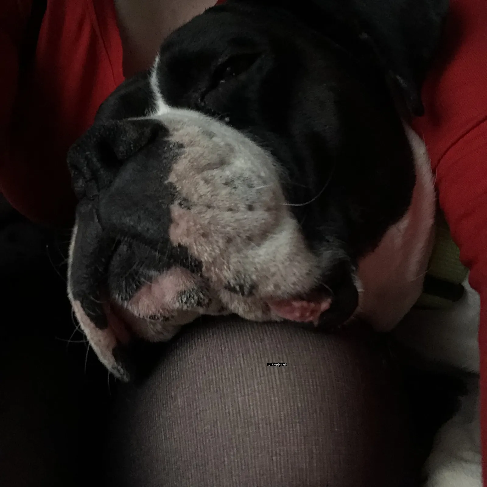 Siyah bir köpeğin kırmızı bir tişörtü var.