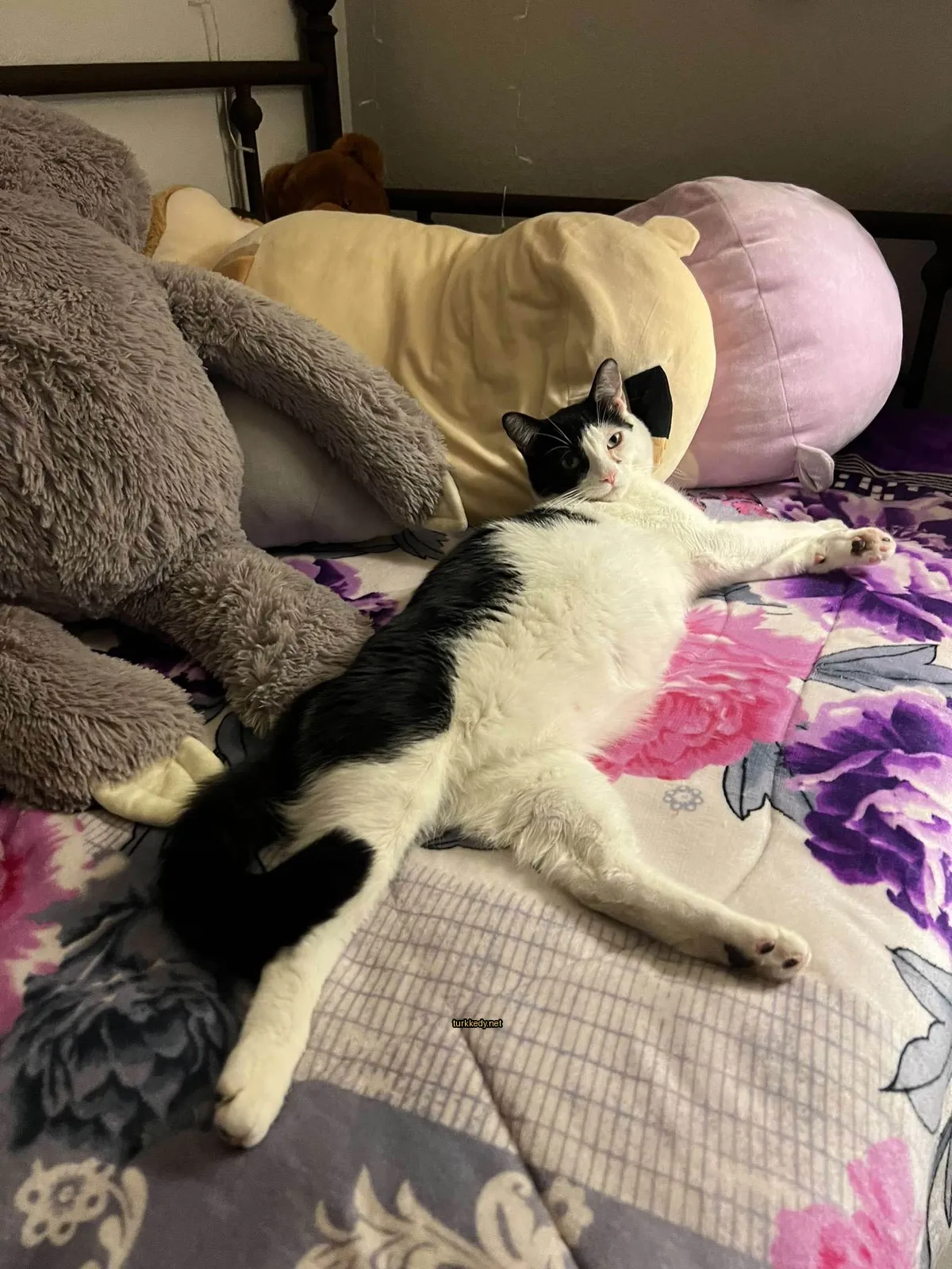 Siyah ve beyaz bir kedi yastık ve oyuncaklarla yatağında yatıyor.