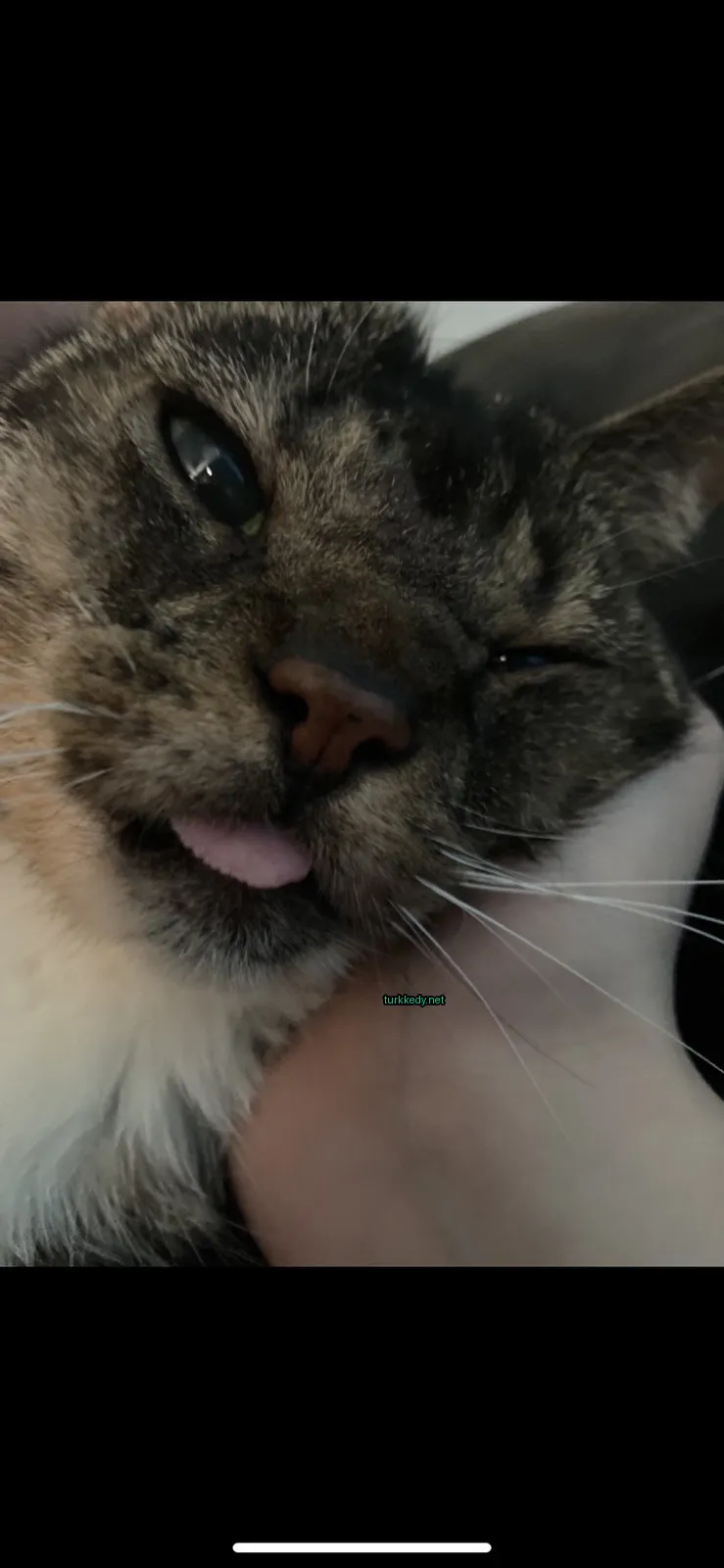 Kara ve beyaz bir kedi, yüzünde pembe dili var.