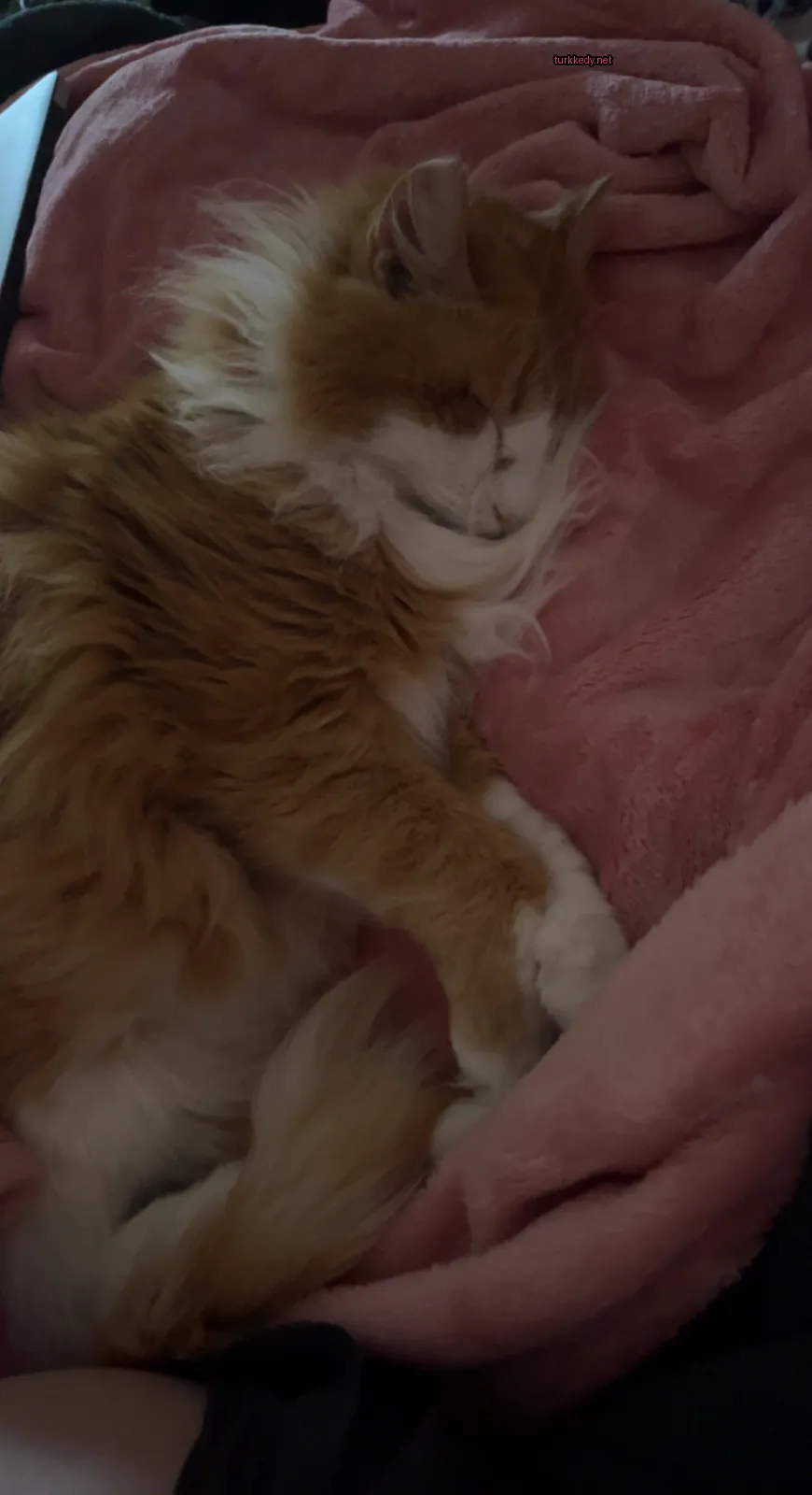 Sarı bir kedi, beyaz yüzü ve pink bezle.