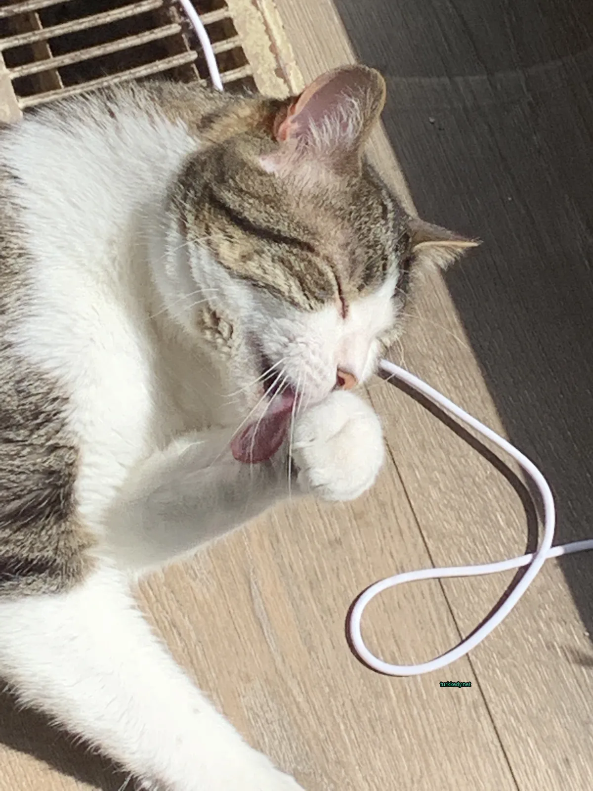 Beyaz ve kahverengi bir kedi ahşap zeminde uzanmış ve tırnağını yalıyor.