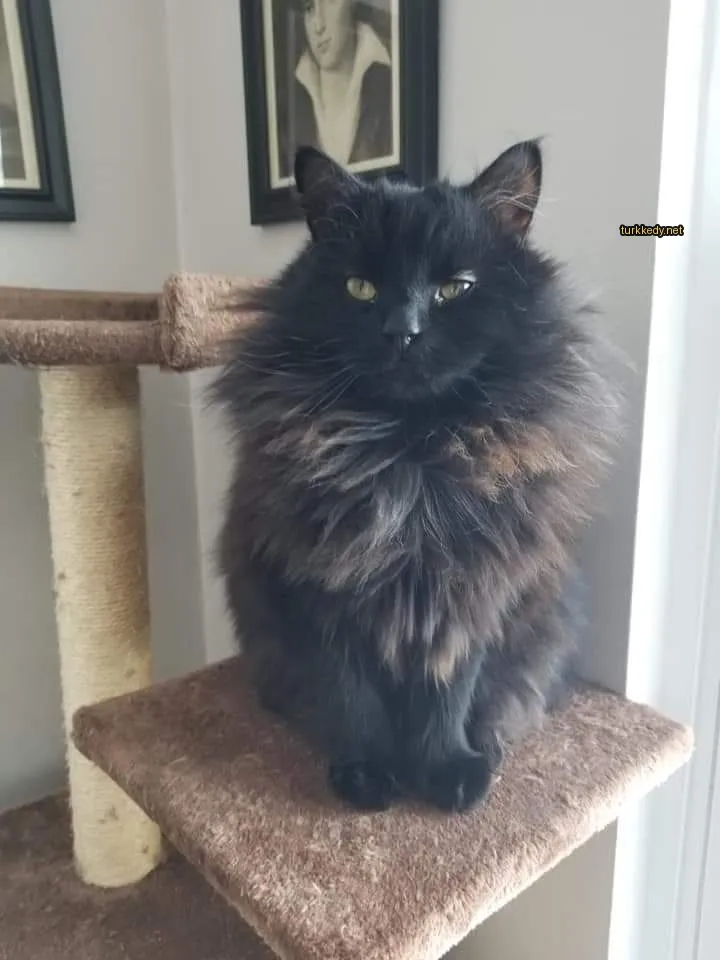 Siyah ve kahverengi bir kedi, yumuşak bir kürküyle, bir kedi ağacında oturuyor.