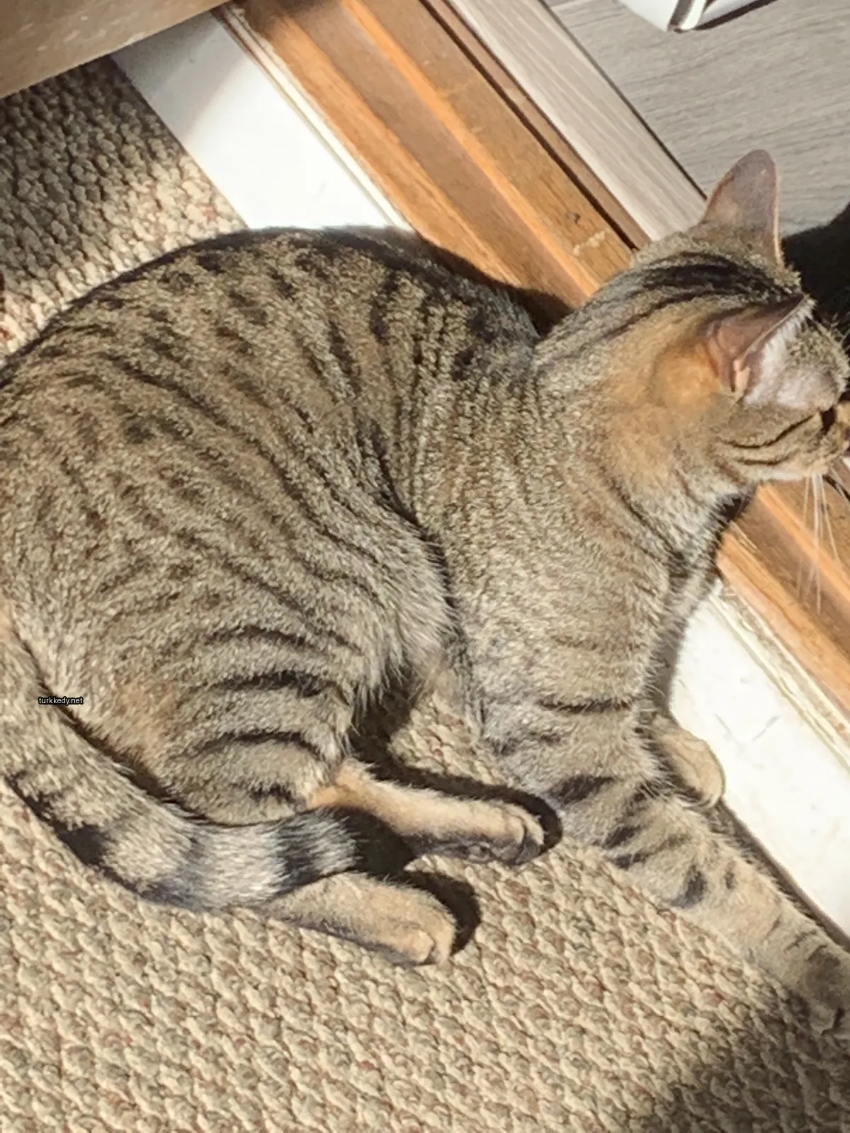 Bir kedi halı üzerinde pencere önünde yatıyor.