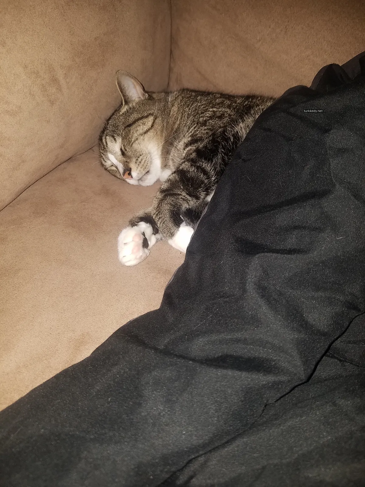 Siyah ve beyaz bir püskürtüye sahip bir kedi bir sofa üzerinde yatıyor.