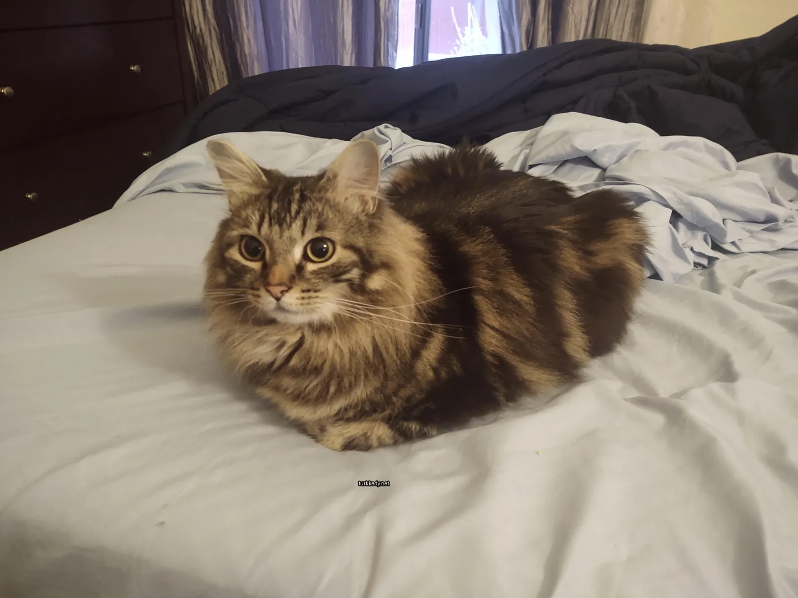 Bir püskürtülmüş kedi, bir yatakta yatıyor.