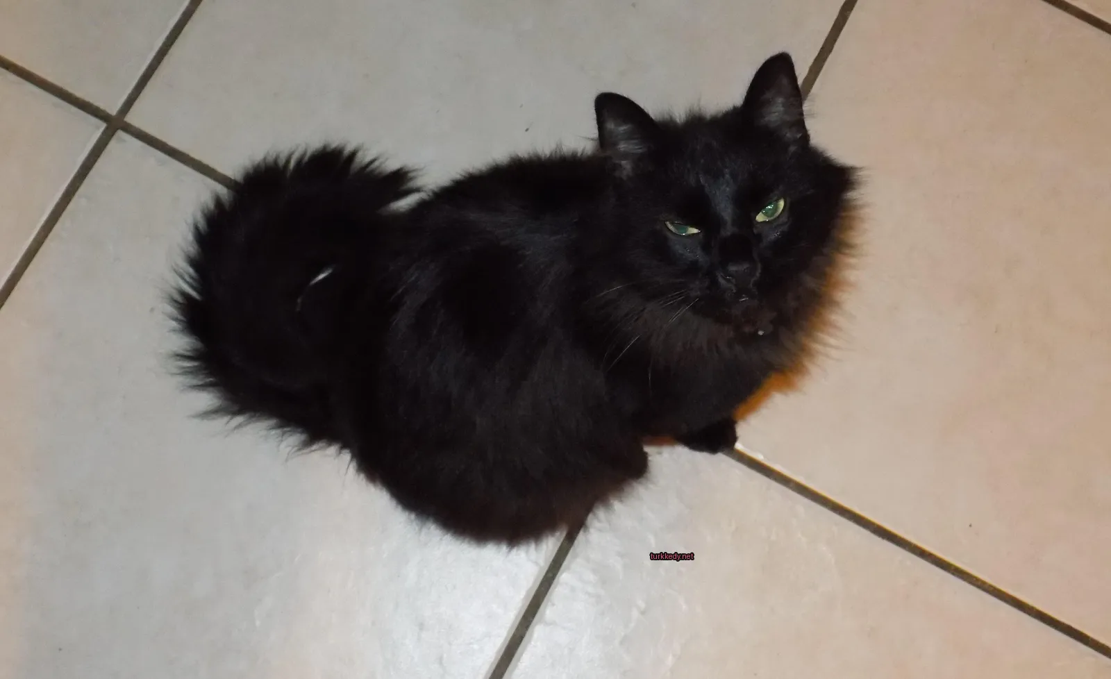 Siyah bir kedi, kuyruğunda beyaz bir lekeyle bir mermer zeminde oturuyor.