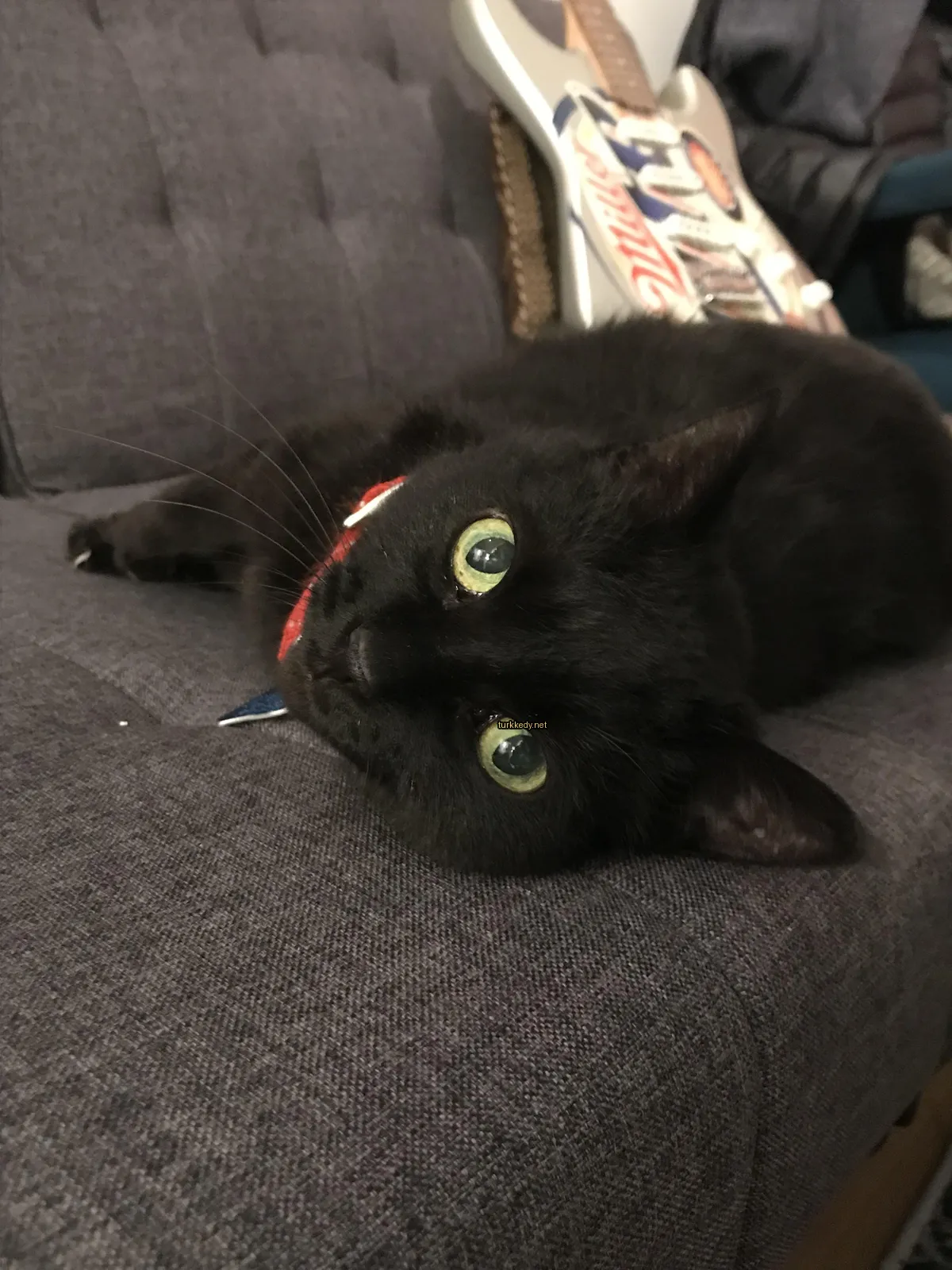 Kara bir kedi kırmızı bir kolyeli bir koltukta yatıyor.