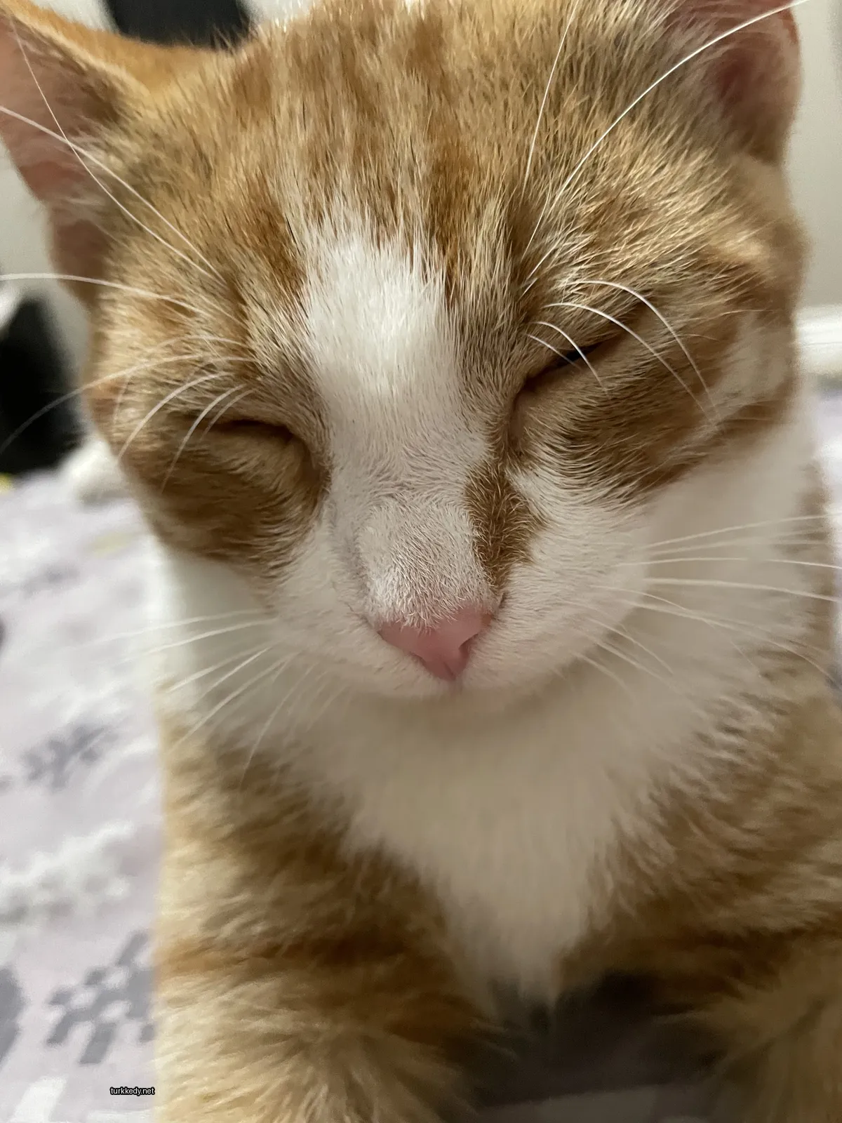 Beyaz yüzü ve krem rengi tüylü bir kedi yatakta yatıyor.