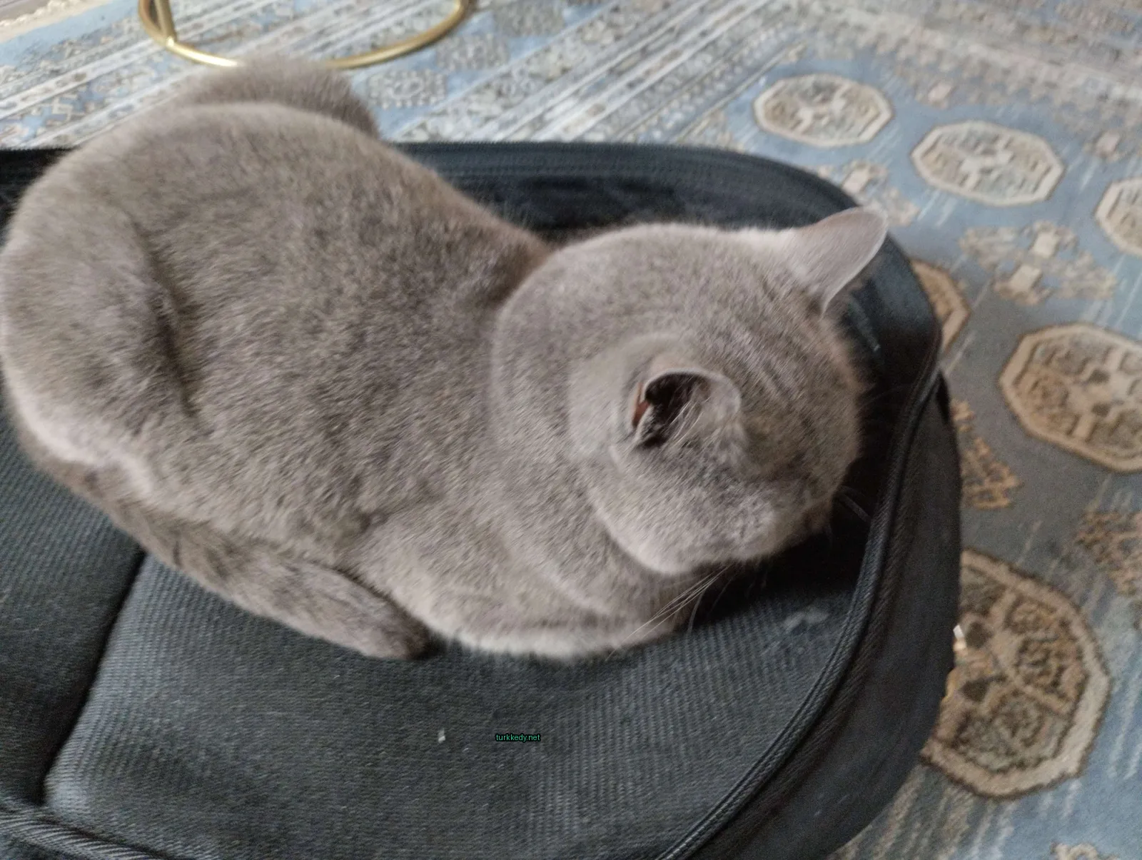 Gri bir kedi siyah bir torbada yatıyor.