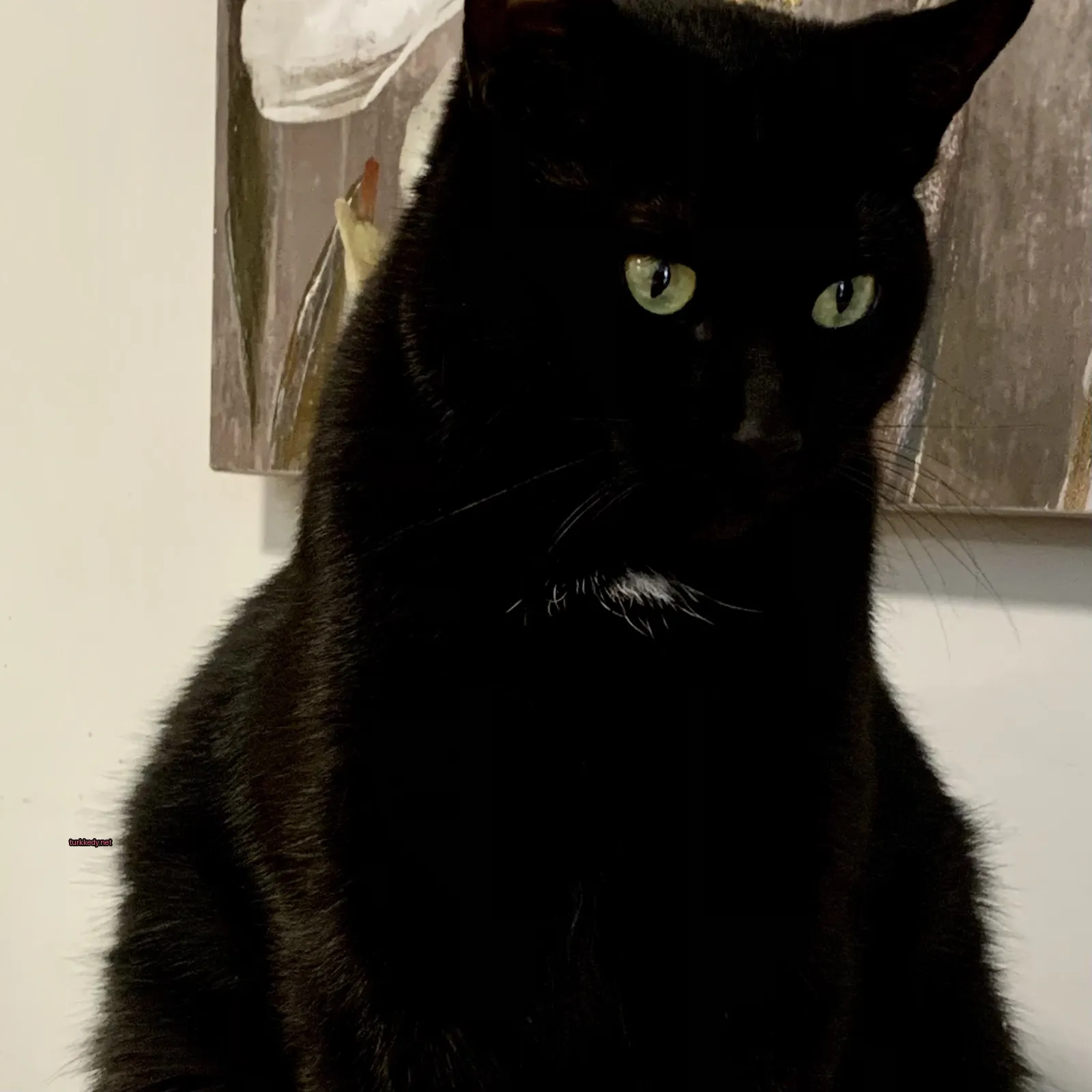 Siyah bir kedi beyaz tüylü, bir masa üzerinde oturuyor.