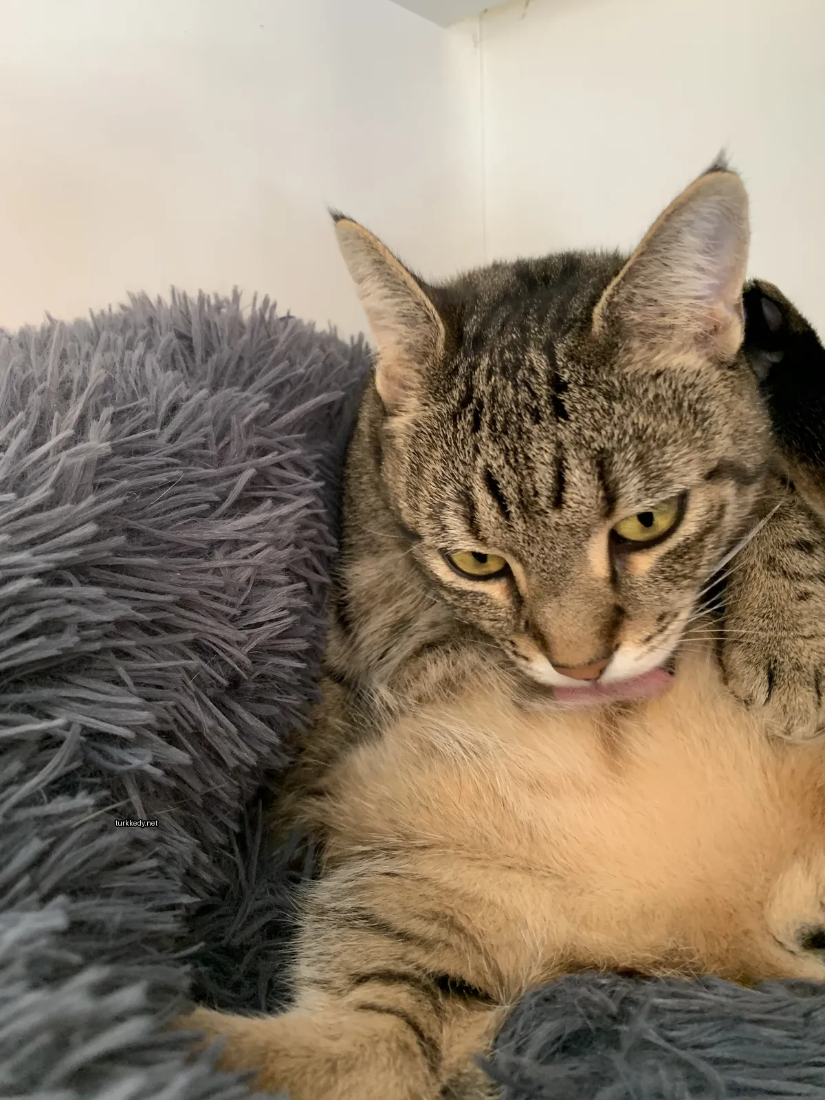 Gri ve siyah bir kedi, gri ve siyah bir battaniyenin üzerinde yatan bir gri ve siyah kedi, kürkünü yalarken.