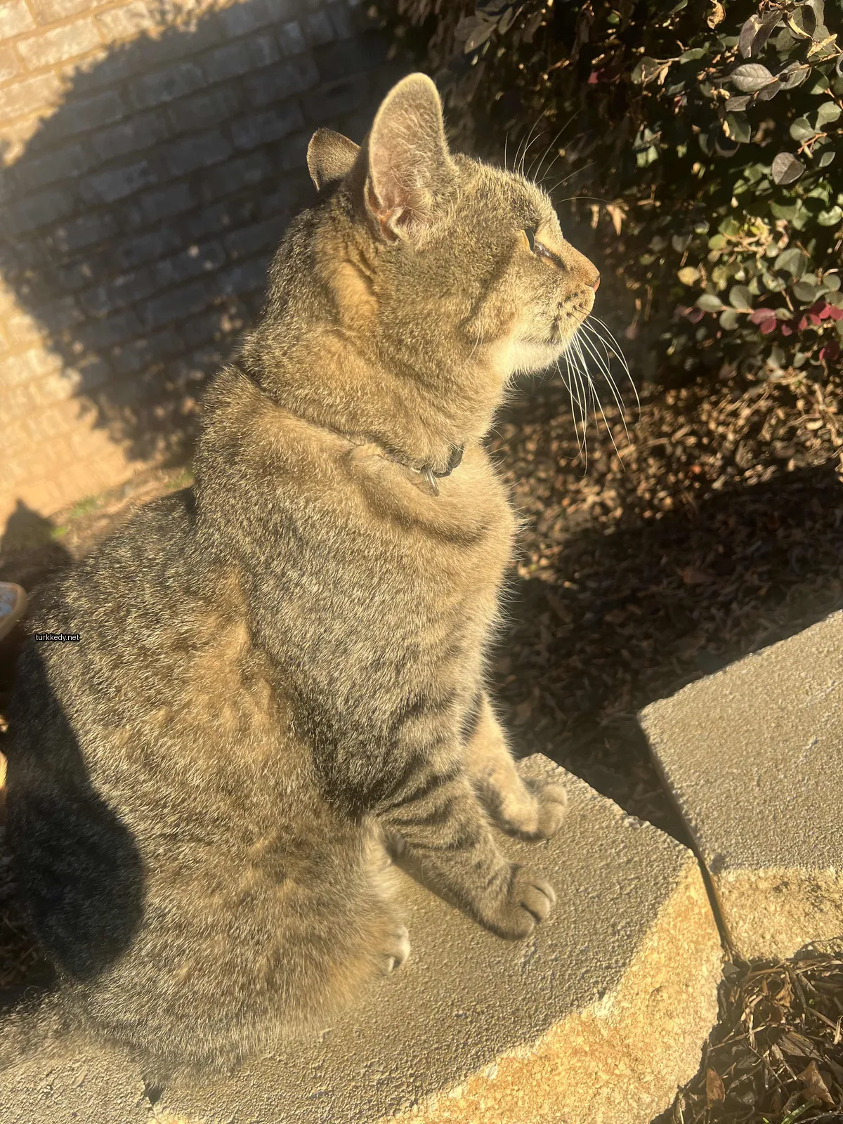 Gri ve siyah bir kedi, bir kemer takılı, bir tuğla duvarın üzerinde oturmaktadır.