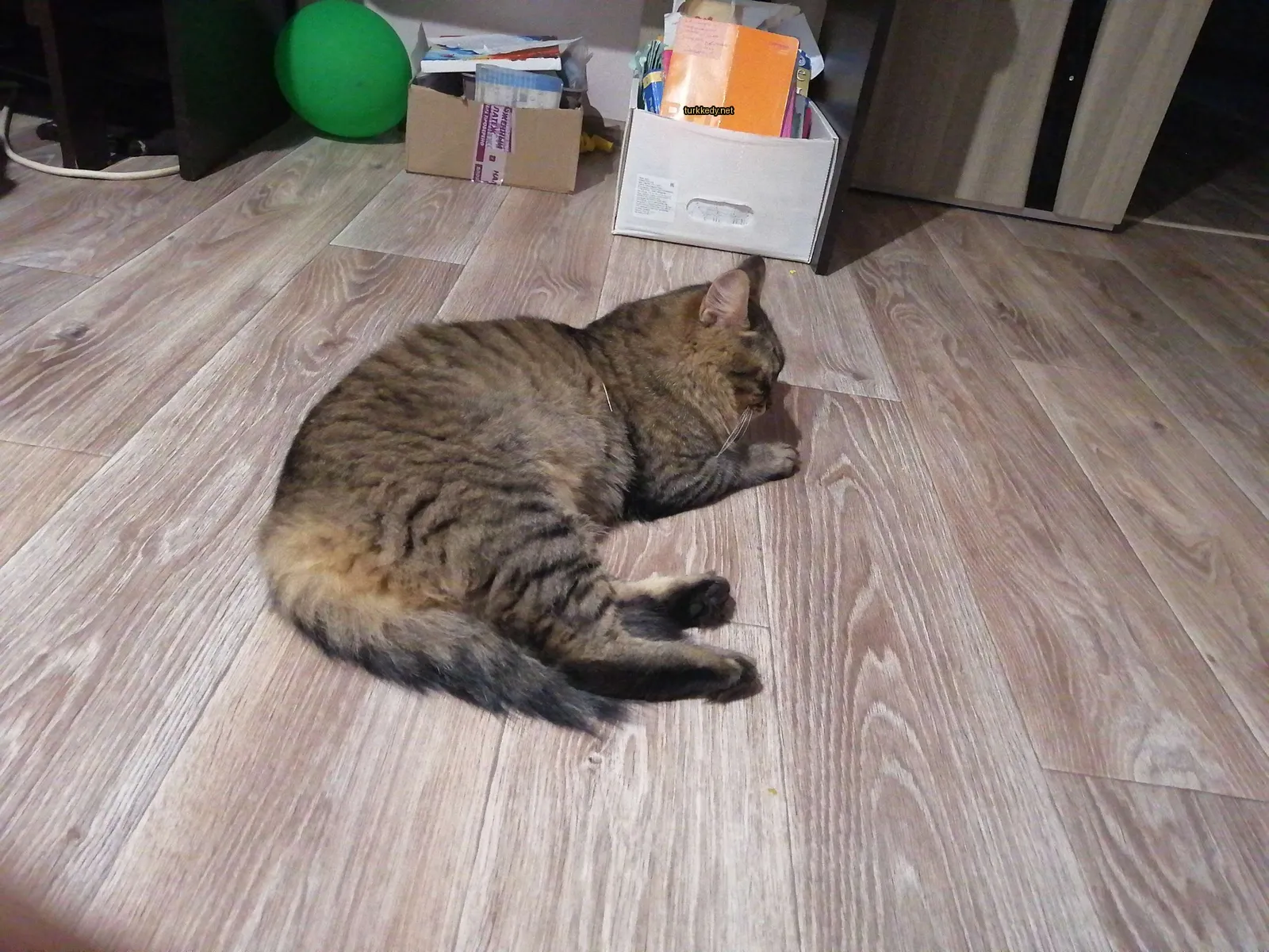 Koyu kahverengi ve siyah bir kedi ahşap zeminde yatıyor.