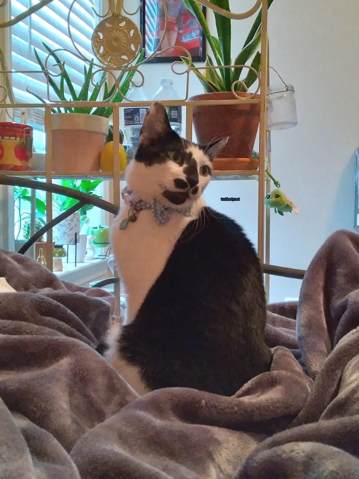 Siyah ve beyaz bir kedi mavi bir bow tie ile yatan bir yatakta oturuyor.