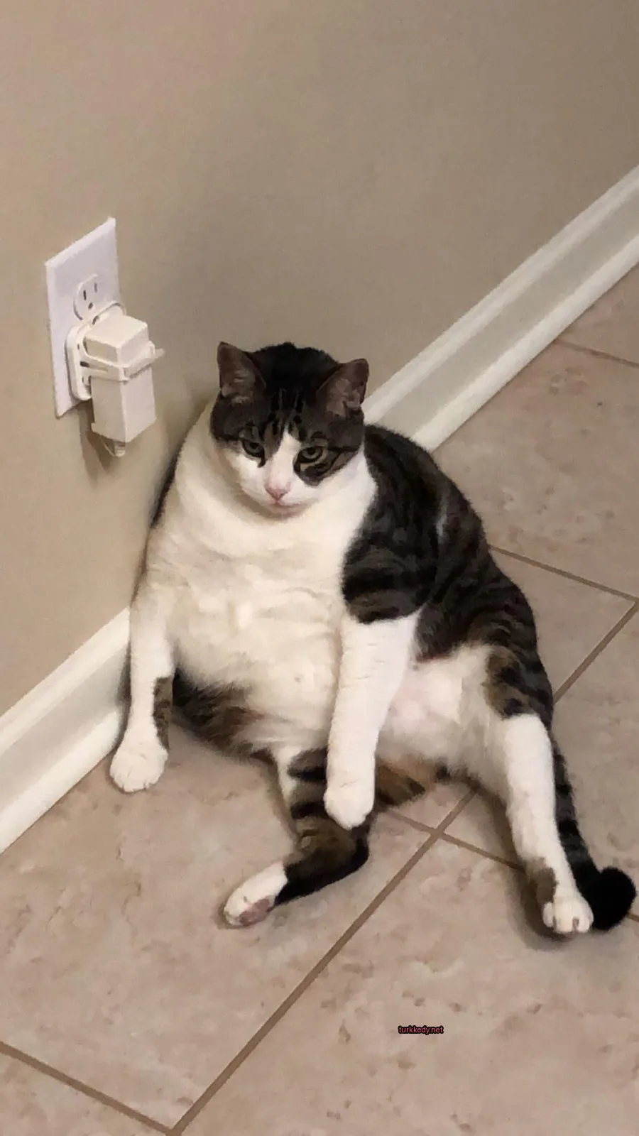 Beyaz ve gri bir püskürtü olan bir kedi zemine oturuyor.