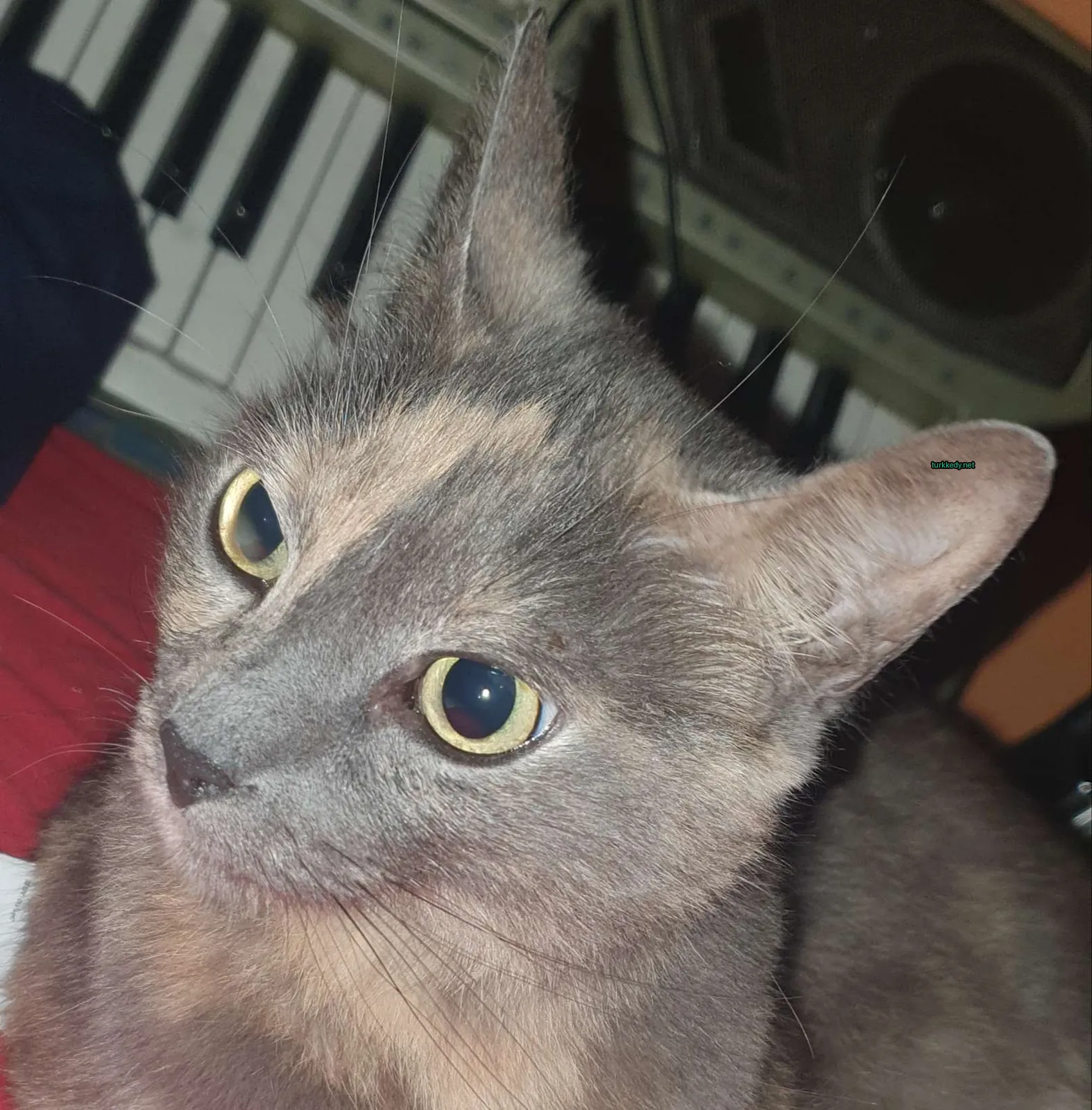 Gri bir kedi, siyah ve turuncu renkli bir karışımına sahip, kırmızı bir yatakta oturuyor.
