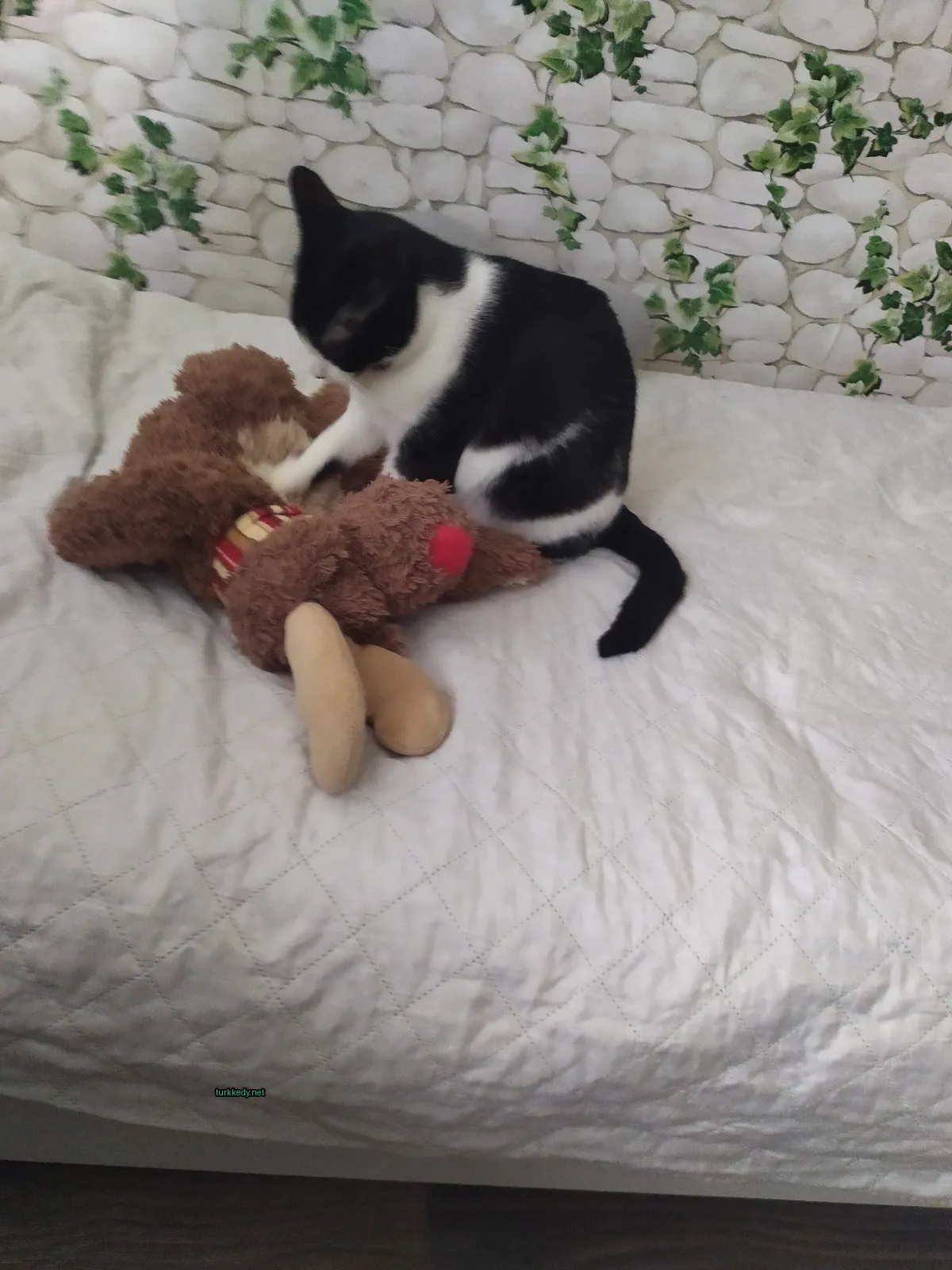 Siyah beyaz bir kedi yatakta bir oyuncakın yanındadır.