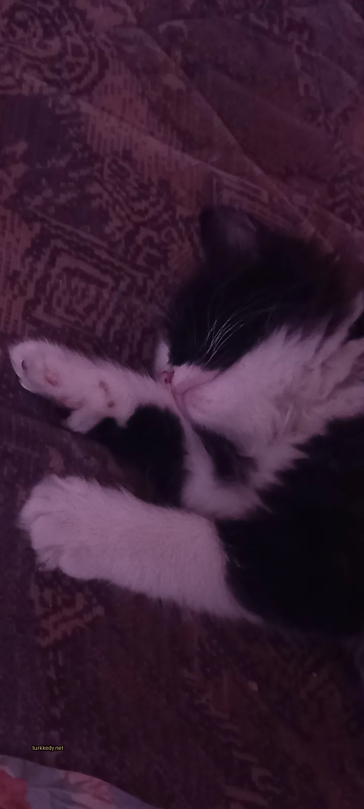 Siyah ve beyaz bir kedi bir sofa üzerinde yatıyor.