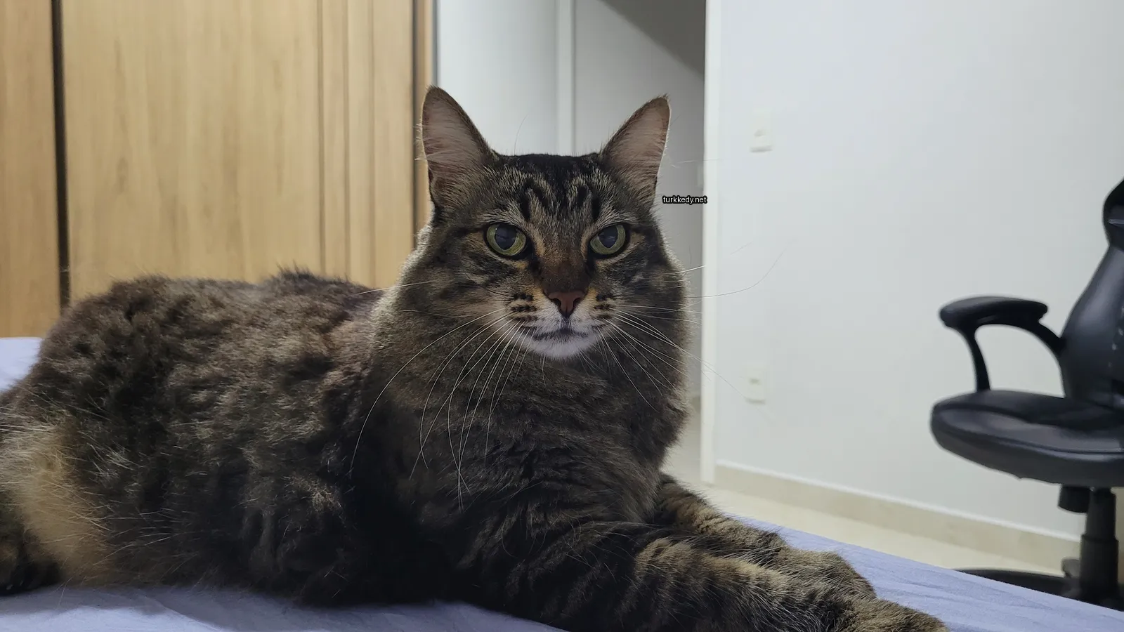 Koyu kahverengi ve siyah bir kedi, desenli bir patternle yatan bir yatakta yatıyor.