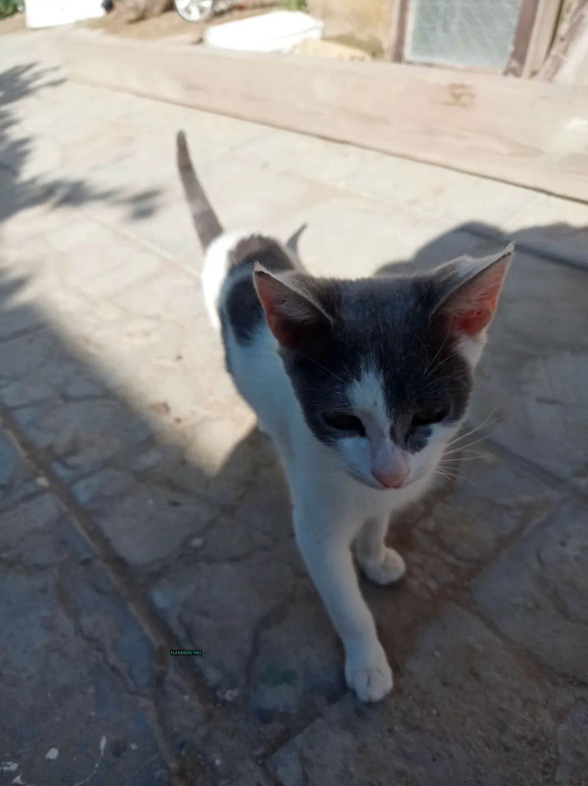 Gri ve beyaz bir kedi bir yolun üzerinde yürüyor.