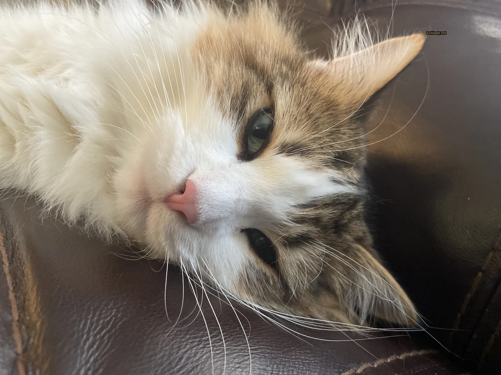 Beyaz ve kahverengi bir kedi deri bir sofa üzerinde yatıyor.