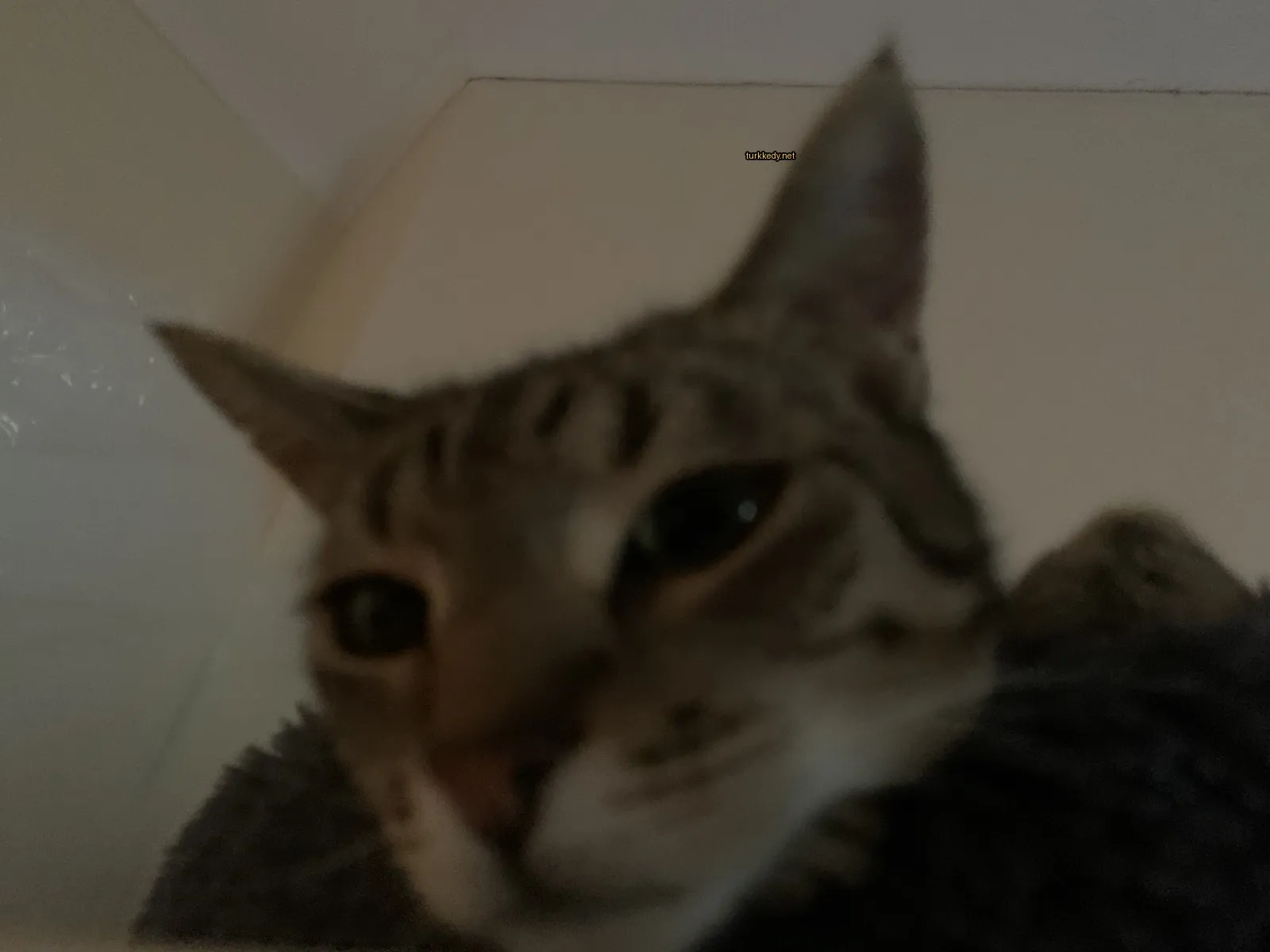Kara ve beyaz desenli bir kedi, yeşil gözleri ve yastıkta yatıyor.