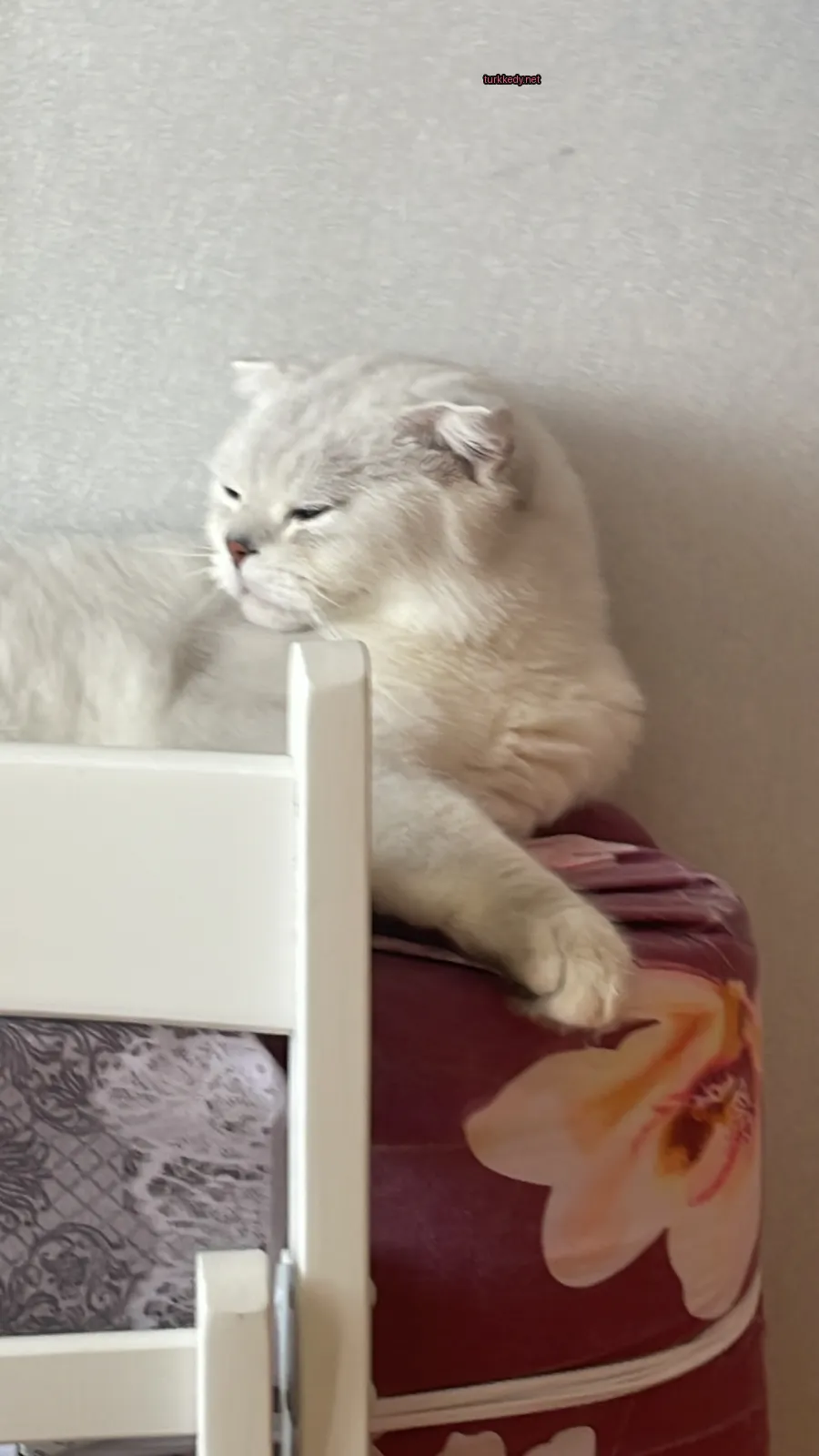 Beyaz bir kedi beyaz bir yatakta beyaz kulakları ve ayakları olan kahverengi bir şekilde yatıyor.