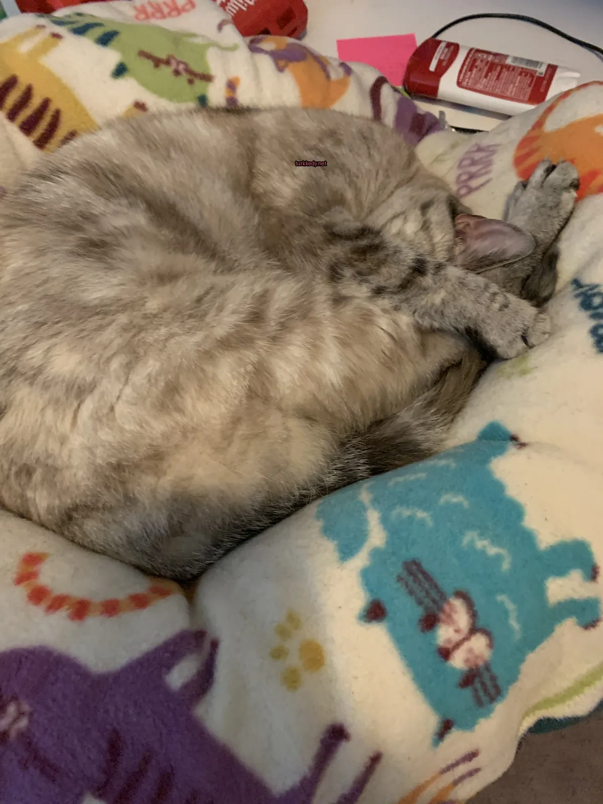Gri ve beyaz bir kedi yün paterni olan bir kedi bir battaniyede yuvarlak pozisyonda yatıyor.