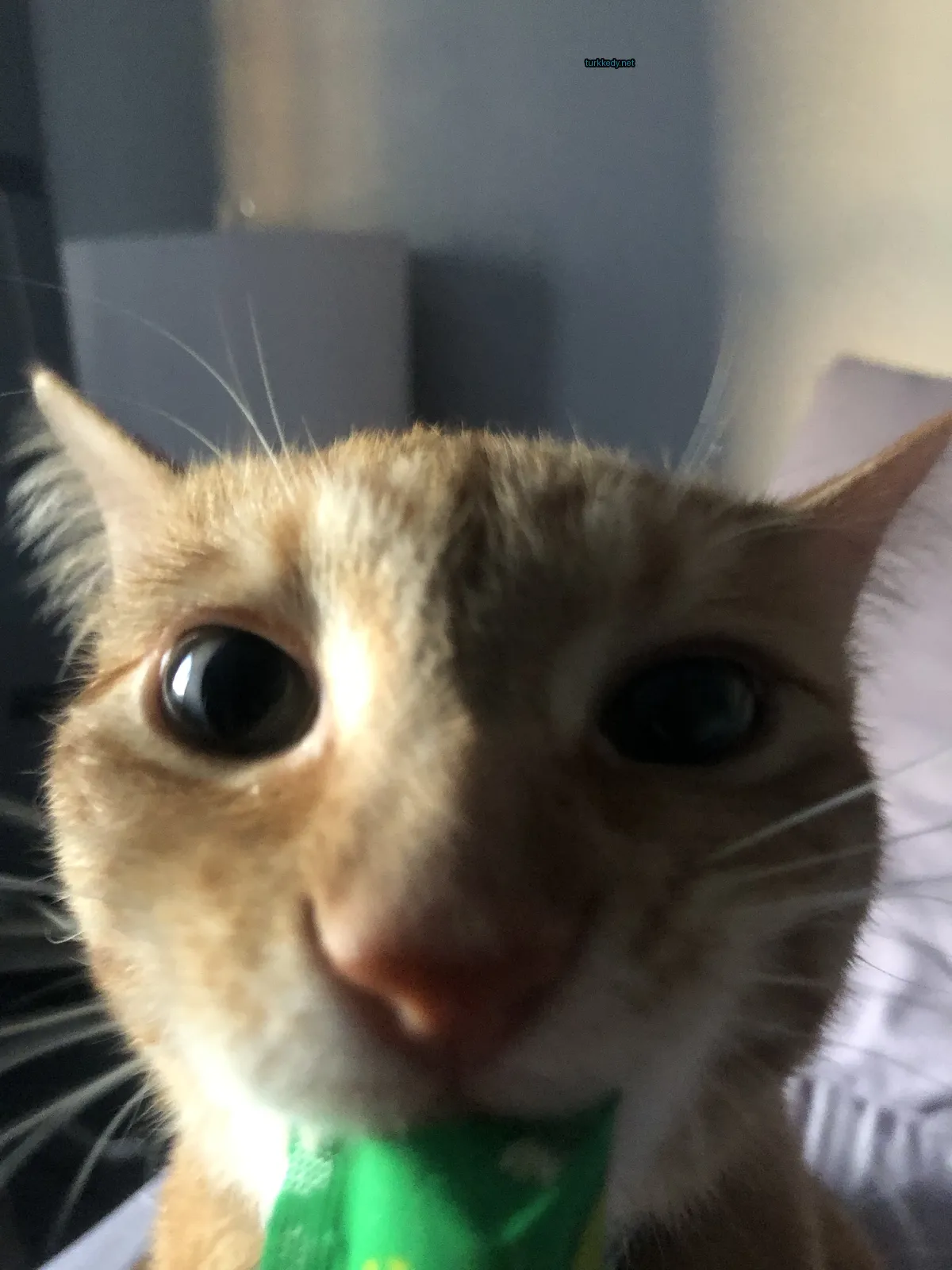 Kırmızımsı kahverengi bir kedi, yeşil burun ve gözleri var.