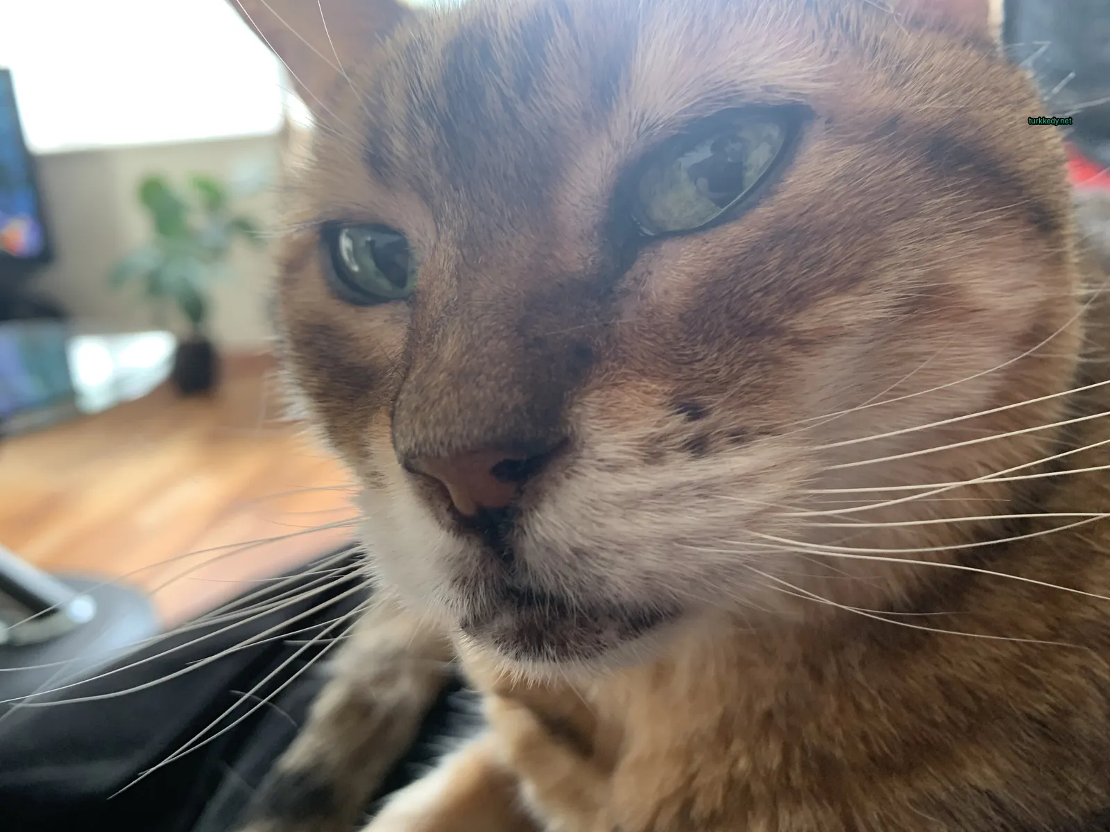 Koyu kahverengi ve beyaz bir kedi mavi yeşil gözlerle bir sofa üzerinde oturuyor.